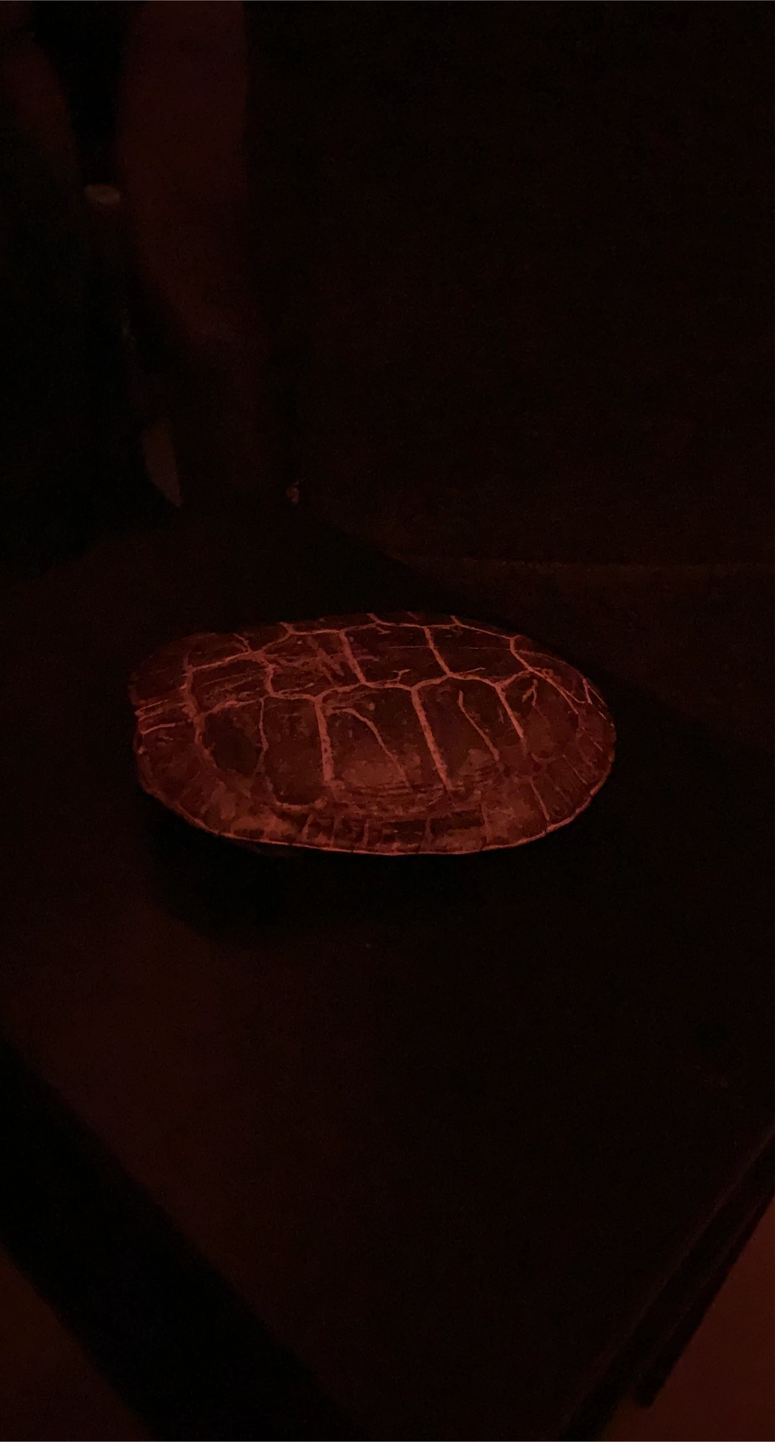 Real Turtle Shell thumbnail