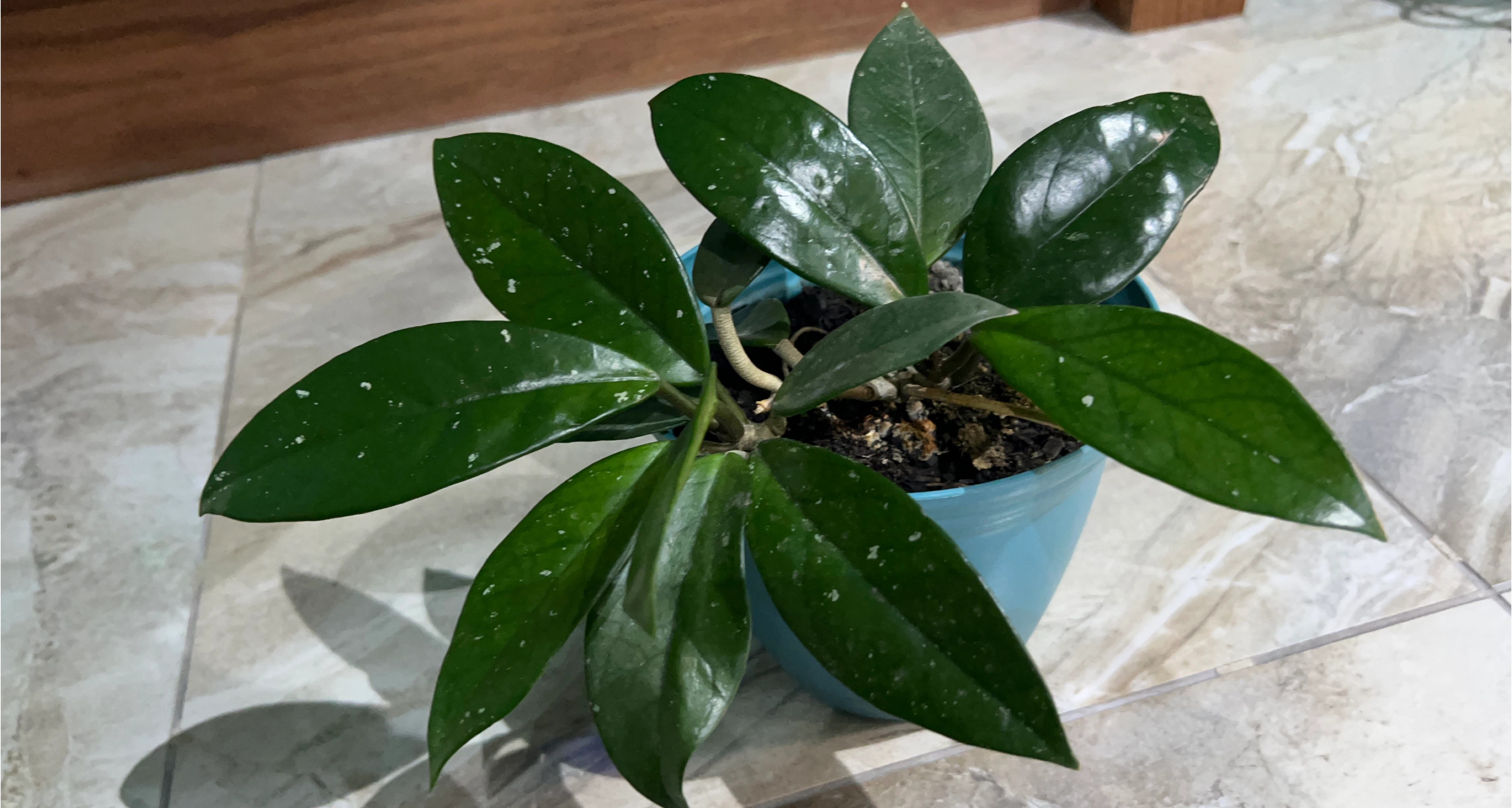 Potted Hoya Plant thumbnail