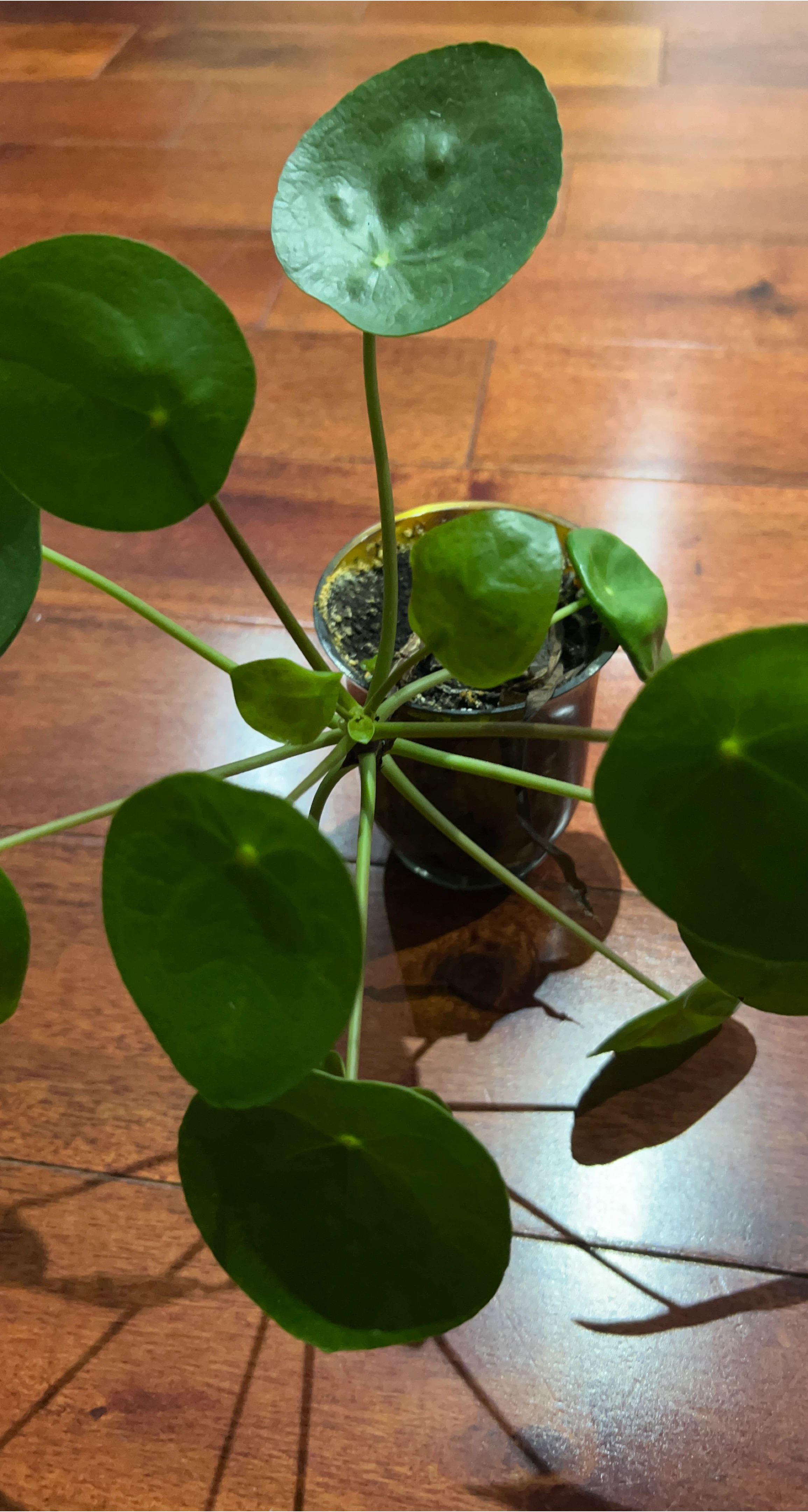 Pilea peperomioides (Chinese Money Plant) thumbnail