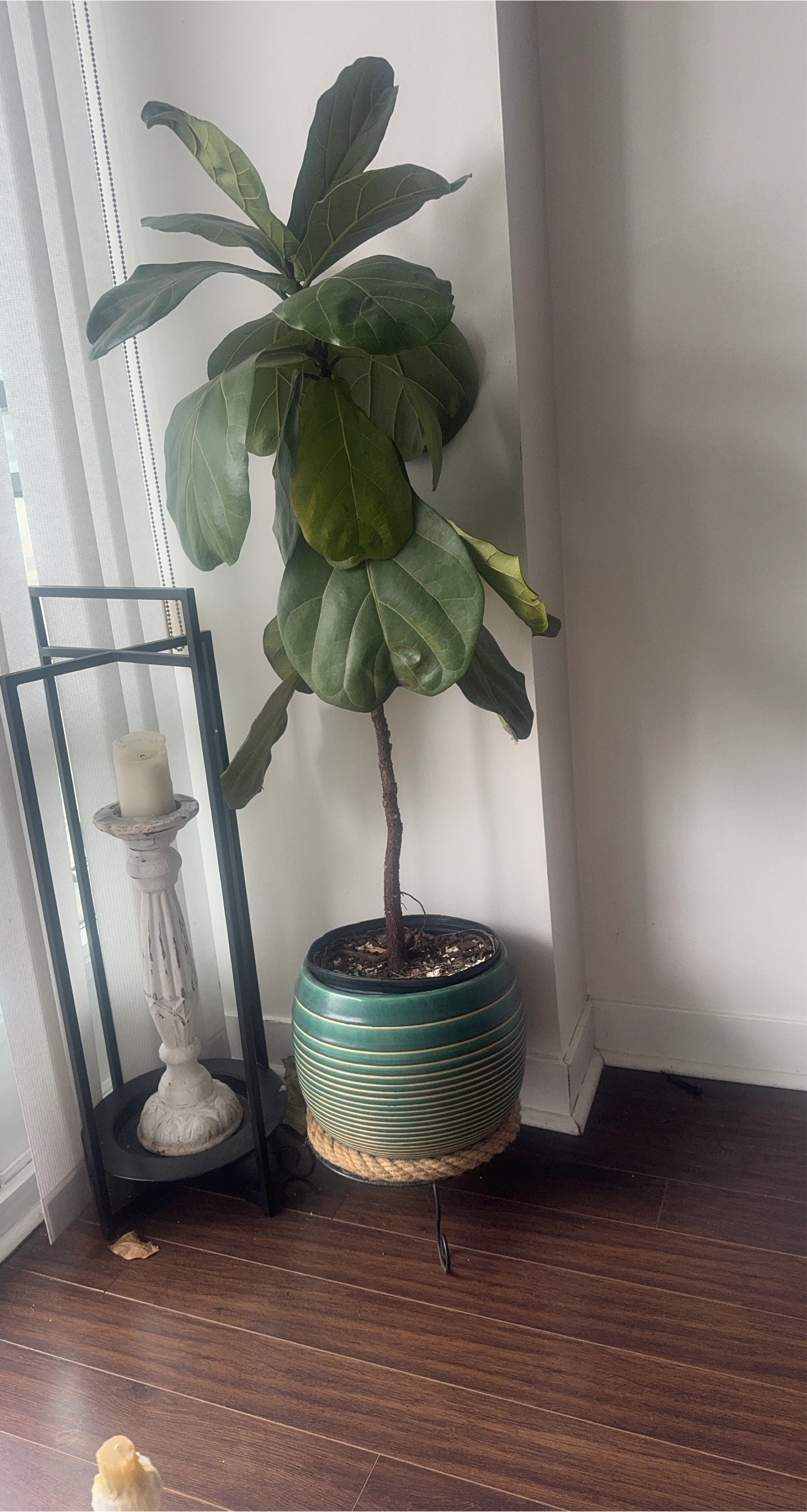 Fiddle Leaf Fig Tree in Green Pot