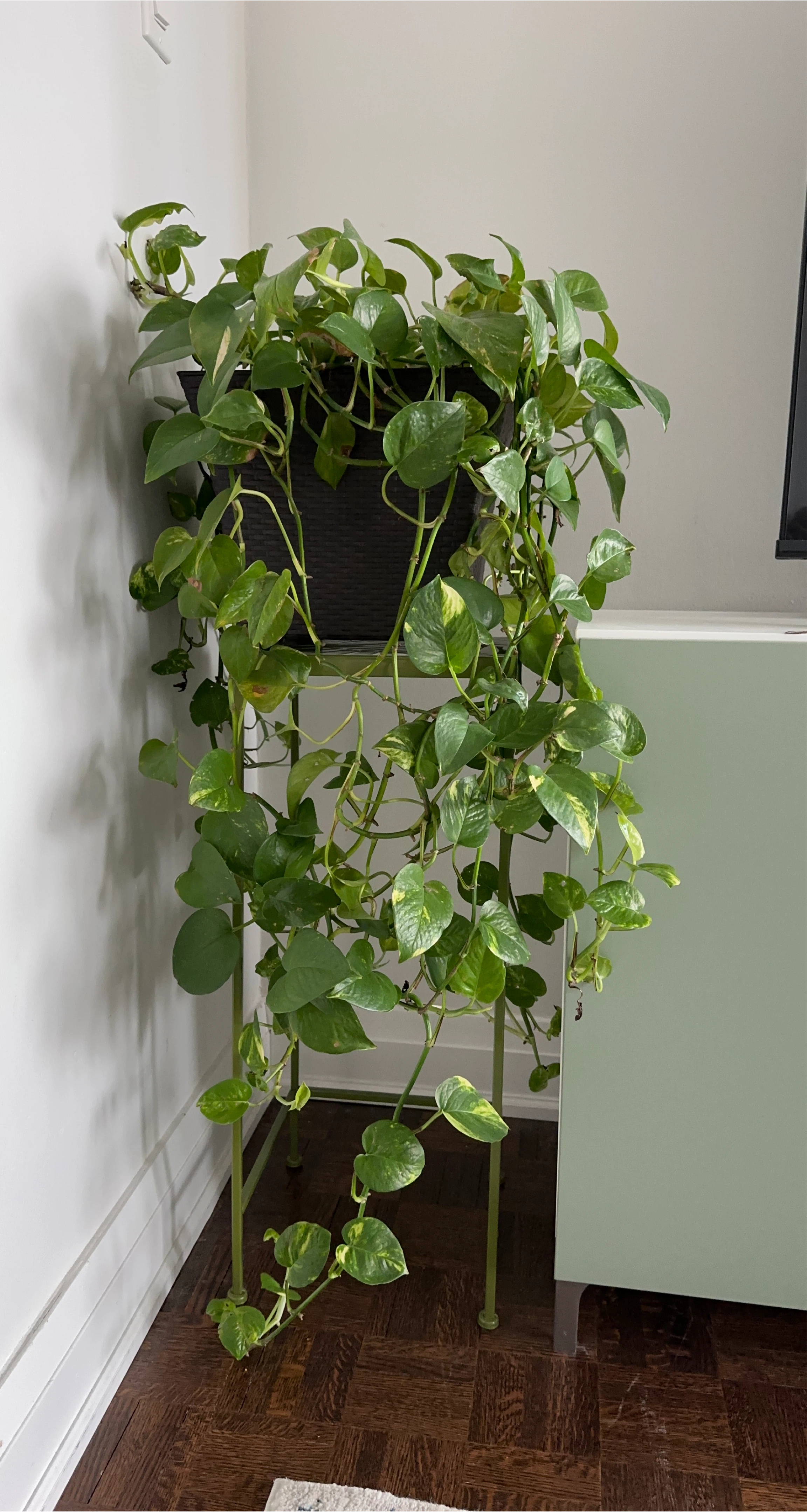 Potted Golden Pothos Plant thumbnail