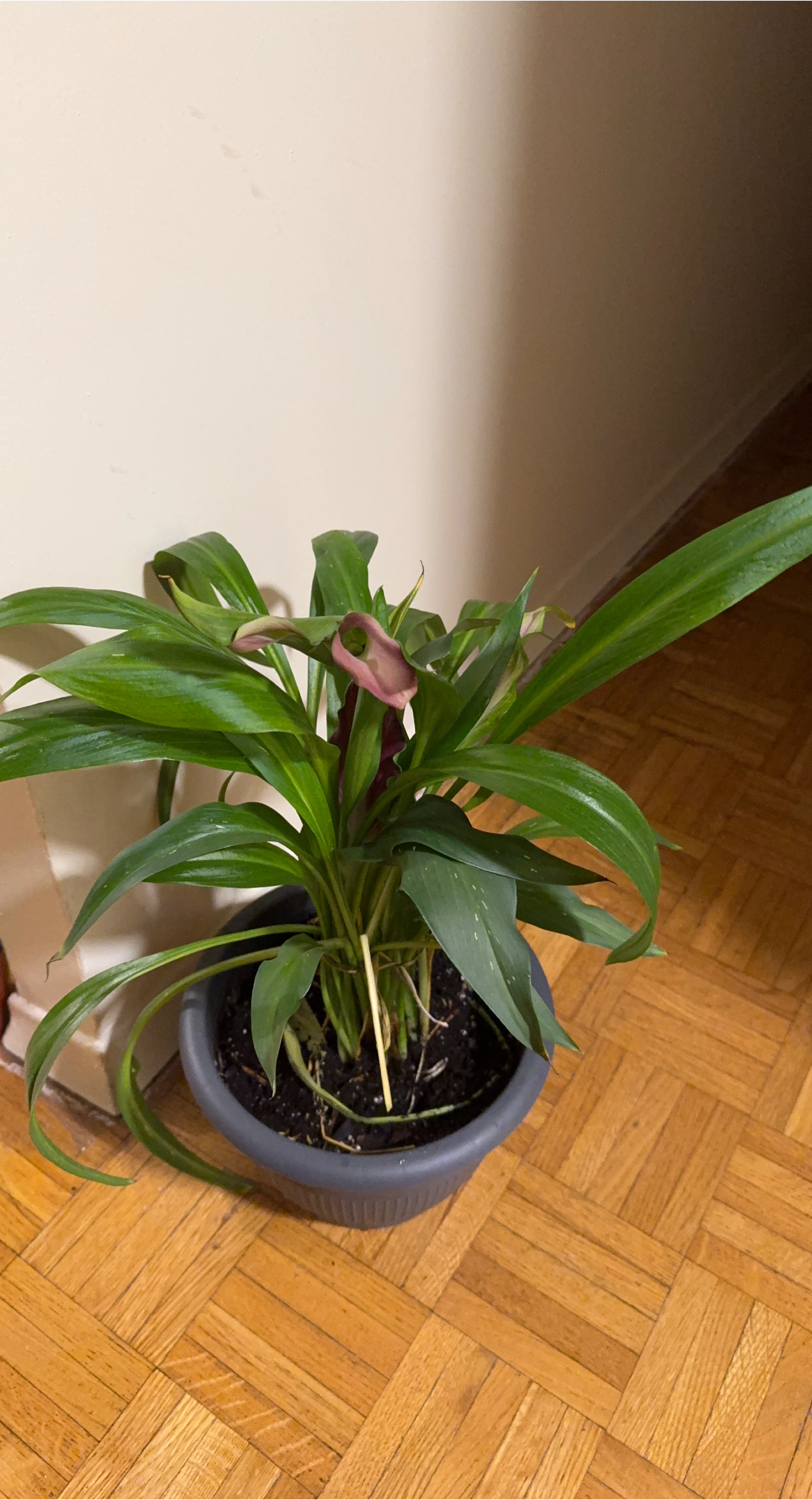 Potted calla lily thumbnail
