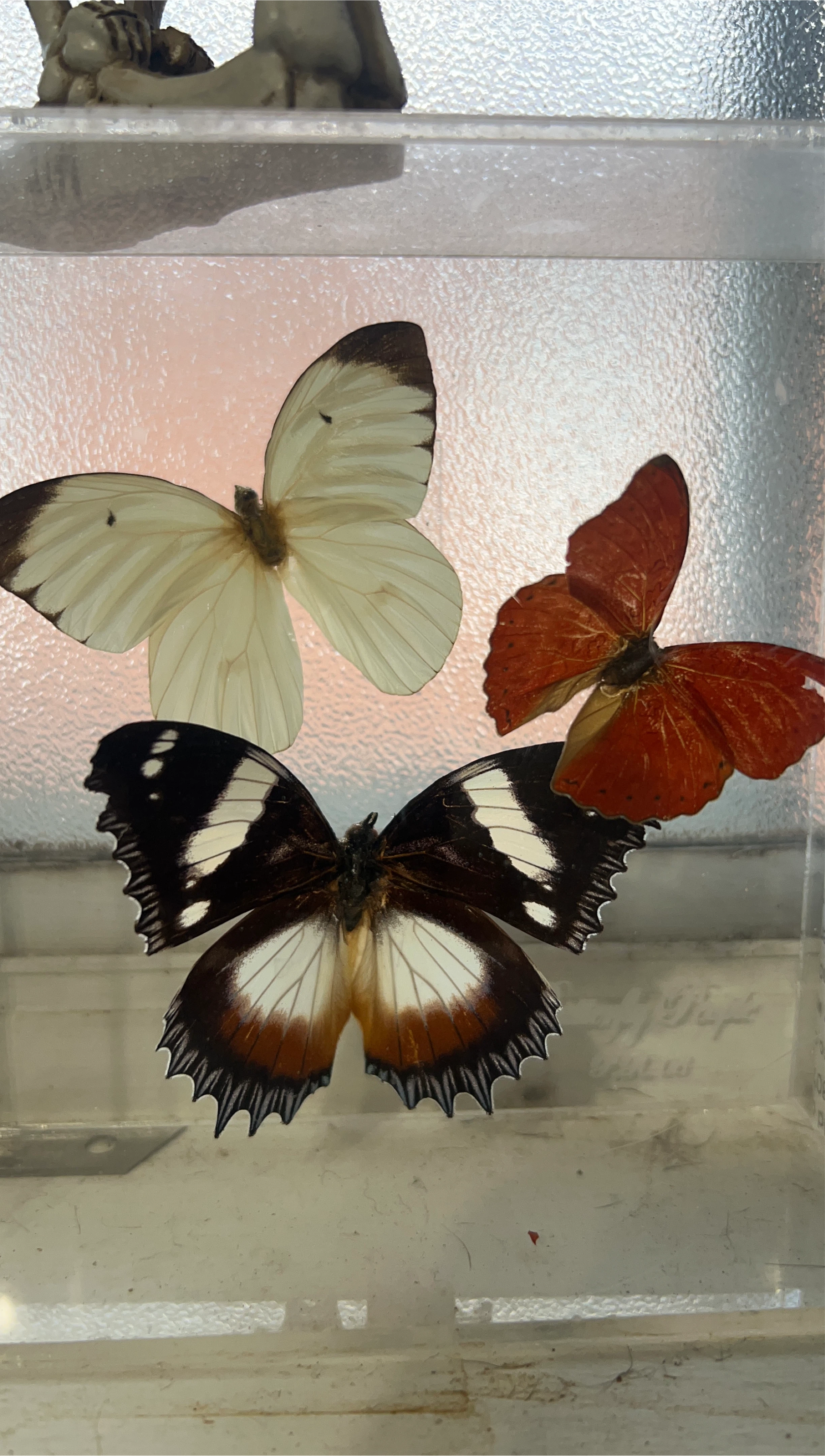 Butterfly Display Case thumbnail