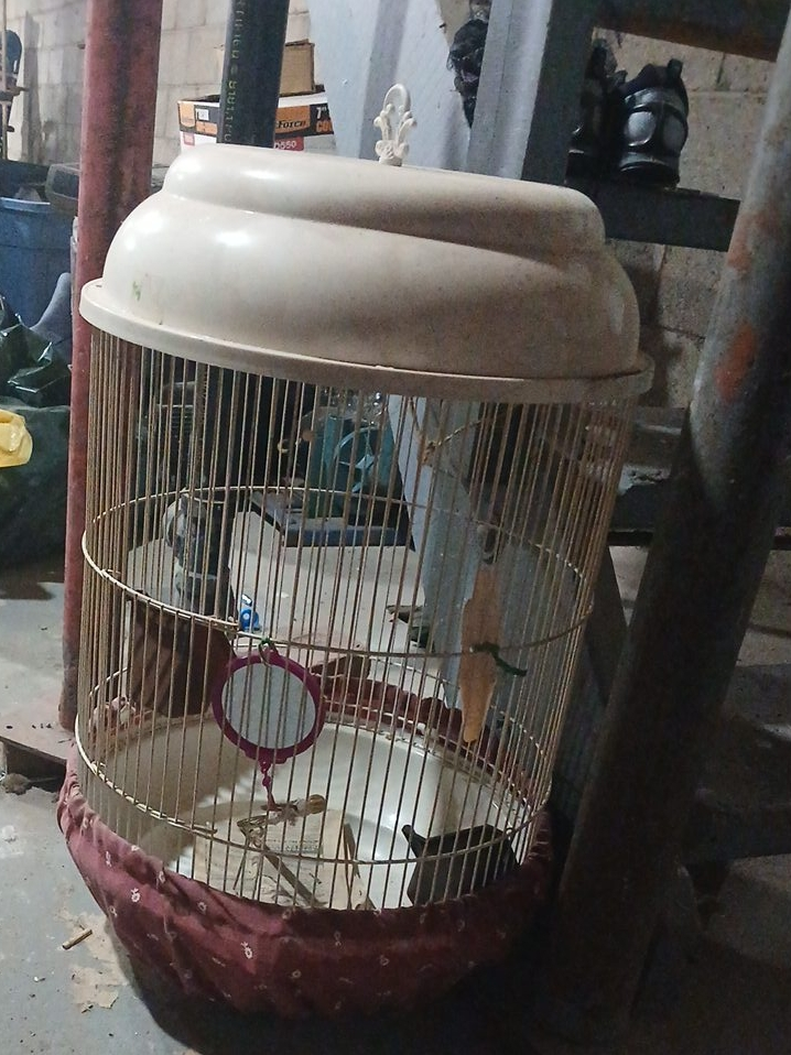 Bird Cage thumbnail