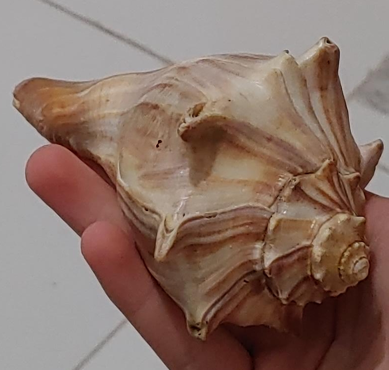 Seashell Decoration image indicator(1)