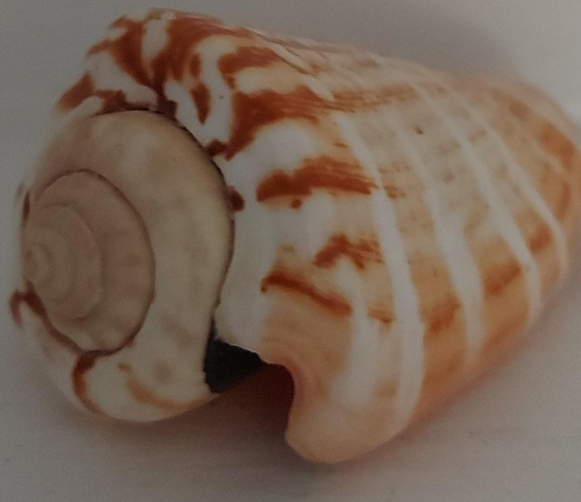 Seashell thumbnail