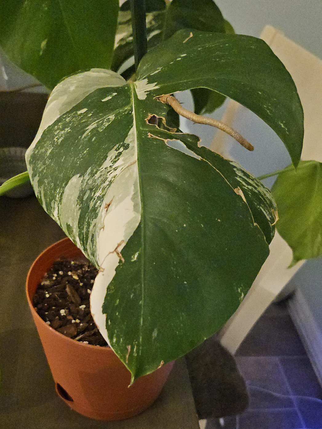 Variegated Monstera Albo Plant