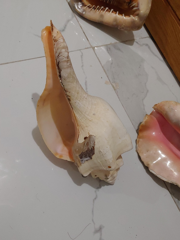 Seashells for Decoration thumbnail
