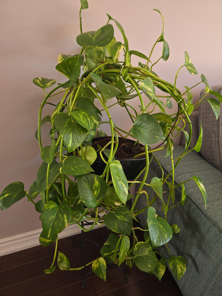 Pothos plant in black pot thumbnail
