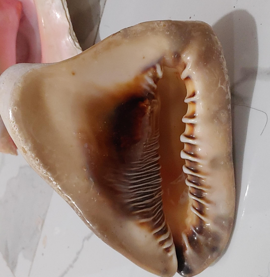 Seashell thumbnail