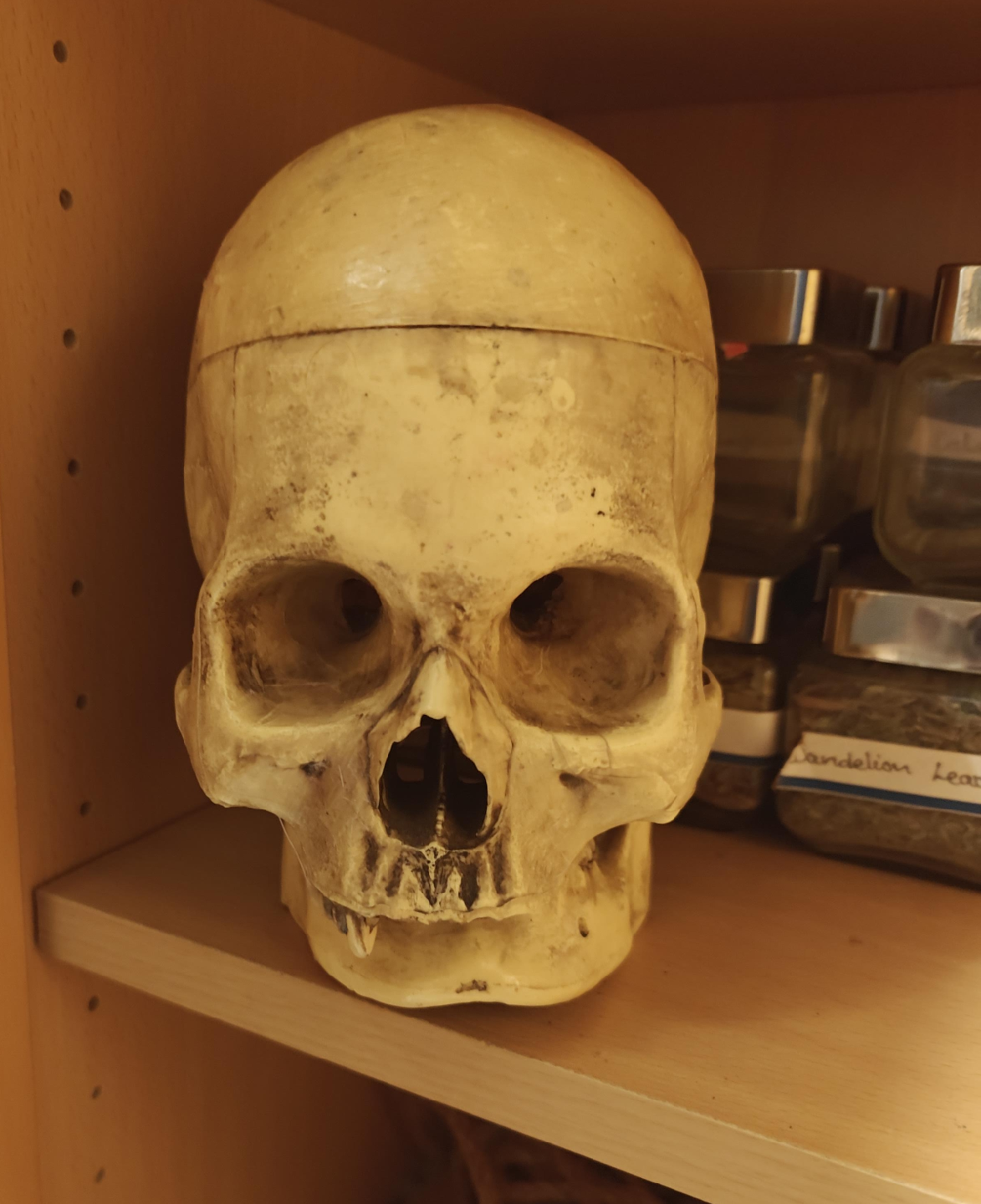 Skull Decor thumbnail