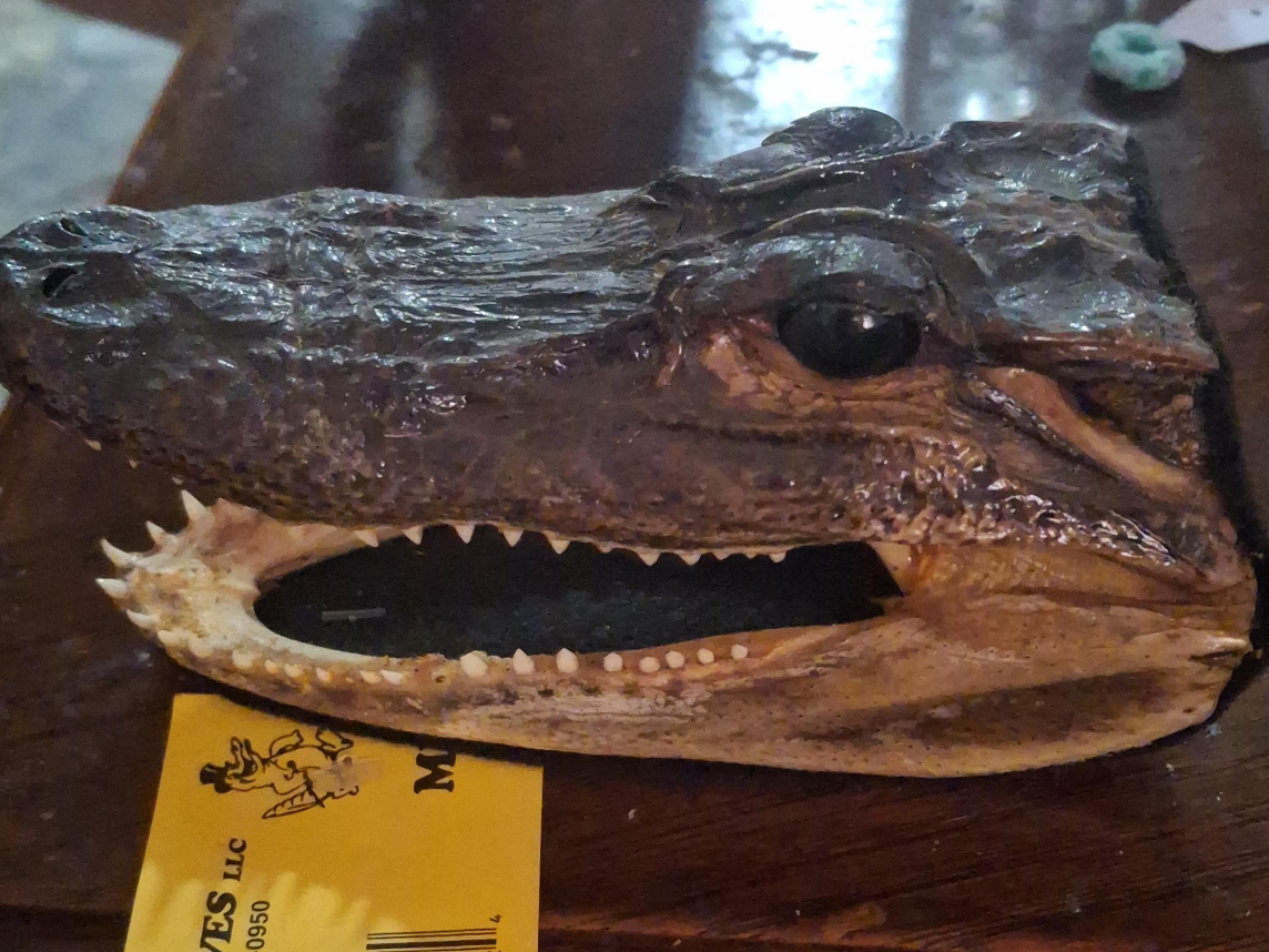 Alligator Head Taxidermy thumbnail