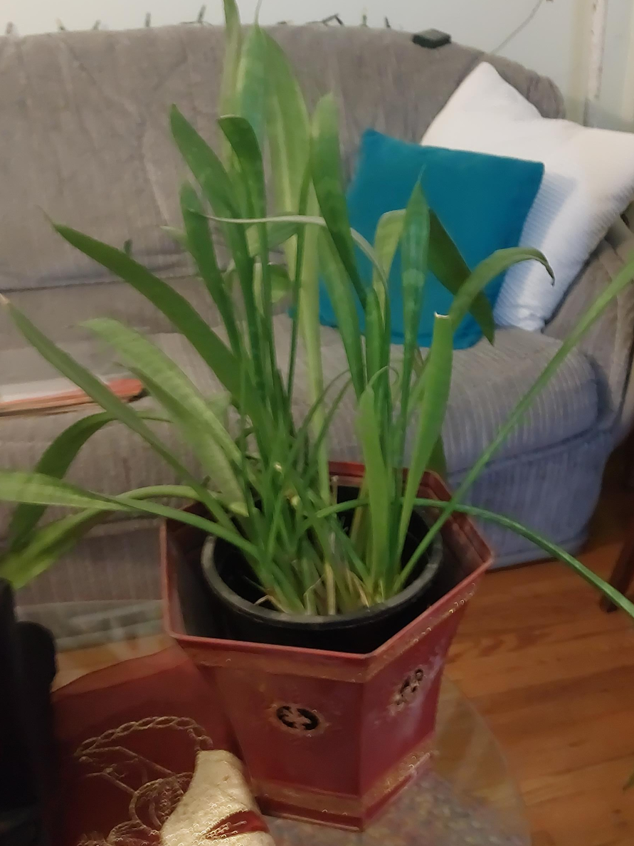 Potted Snake Plant