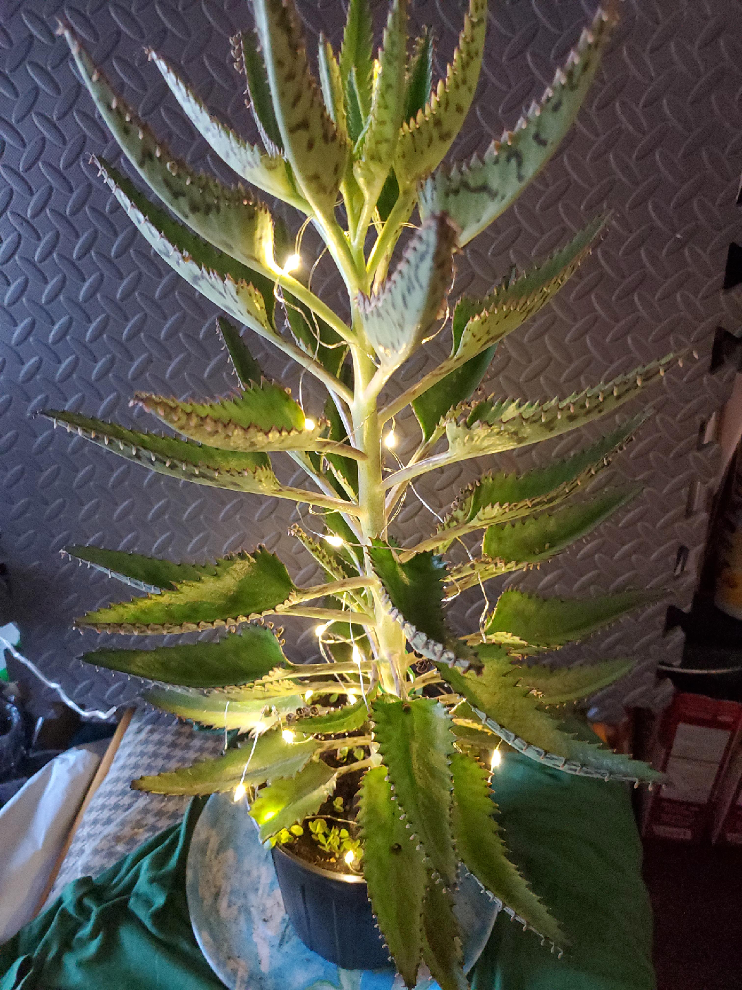 Mother of Thousands Plant with Fairy Lights thumbnail