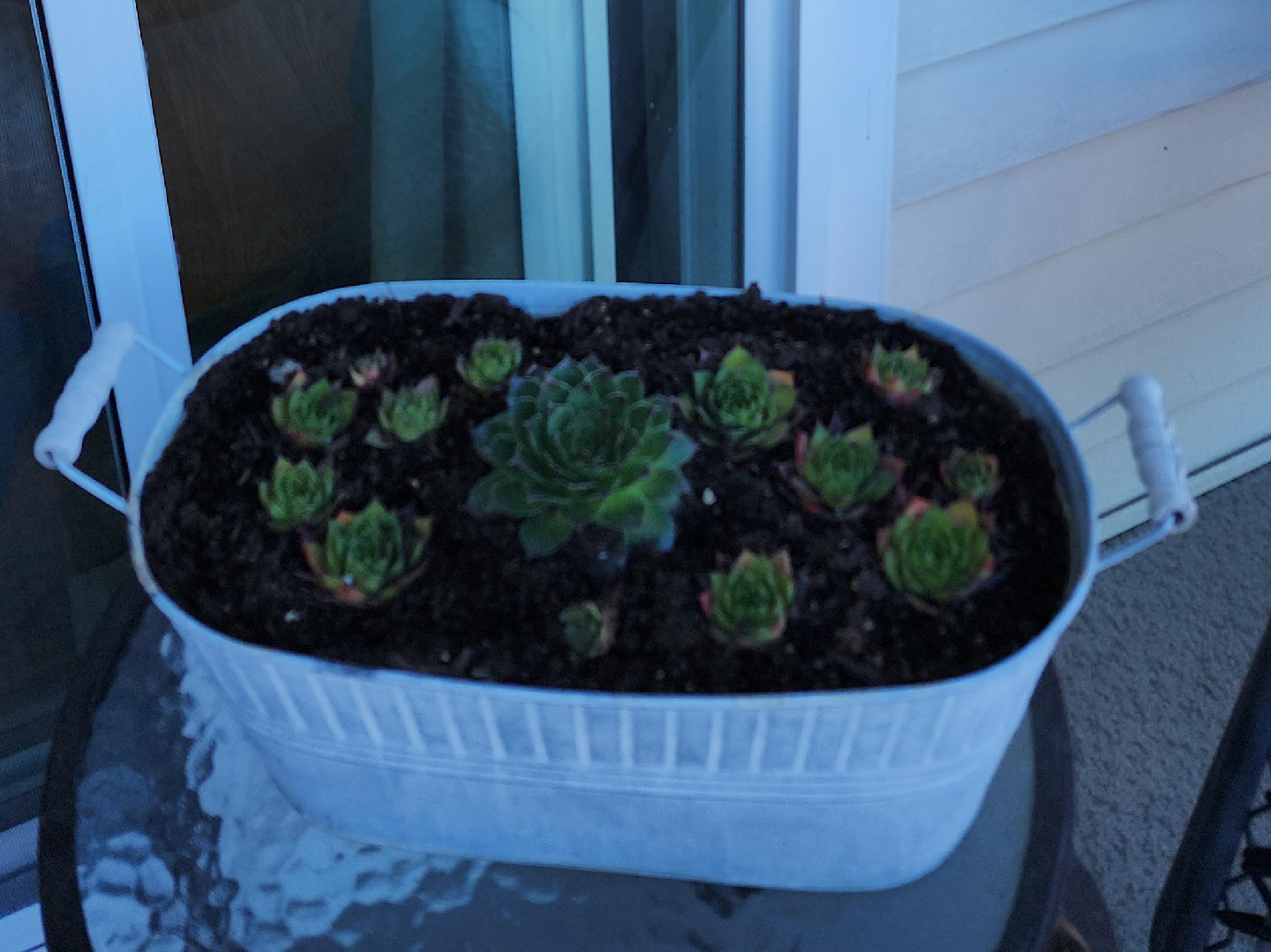 Succulents in white metal planter thumbnail