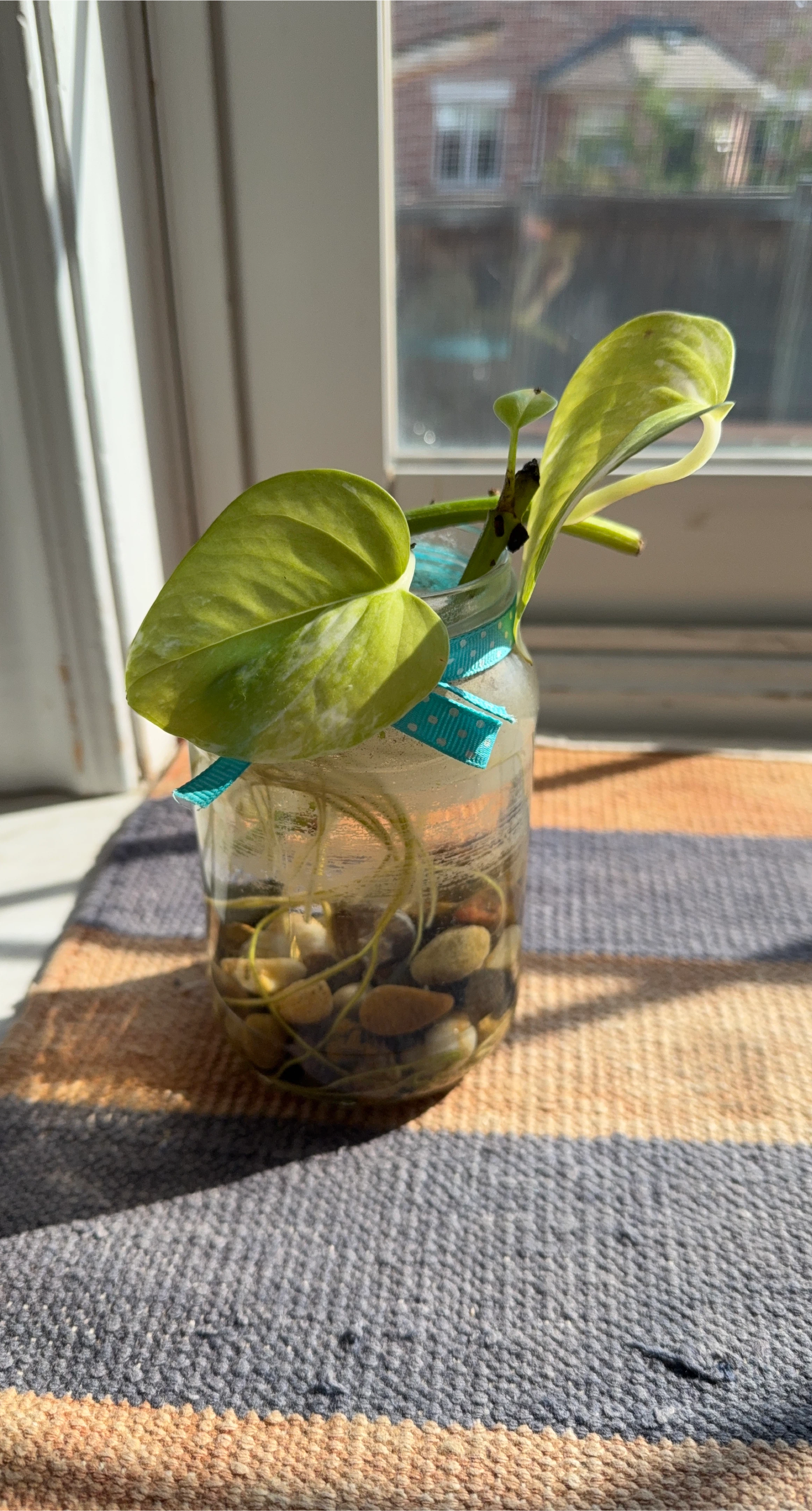 Pothos plant in glass jar 🧡 thumbnail