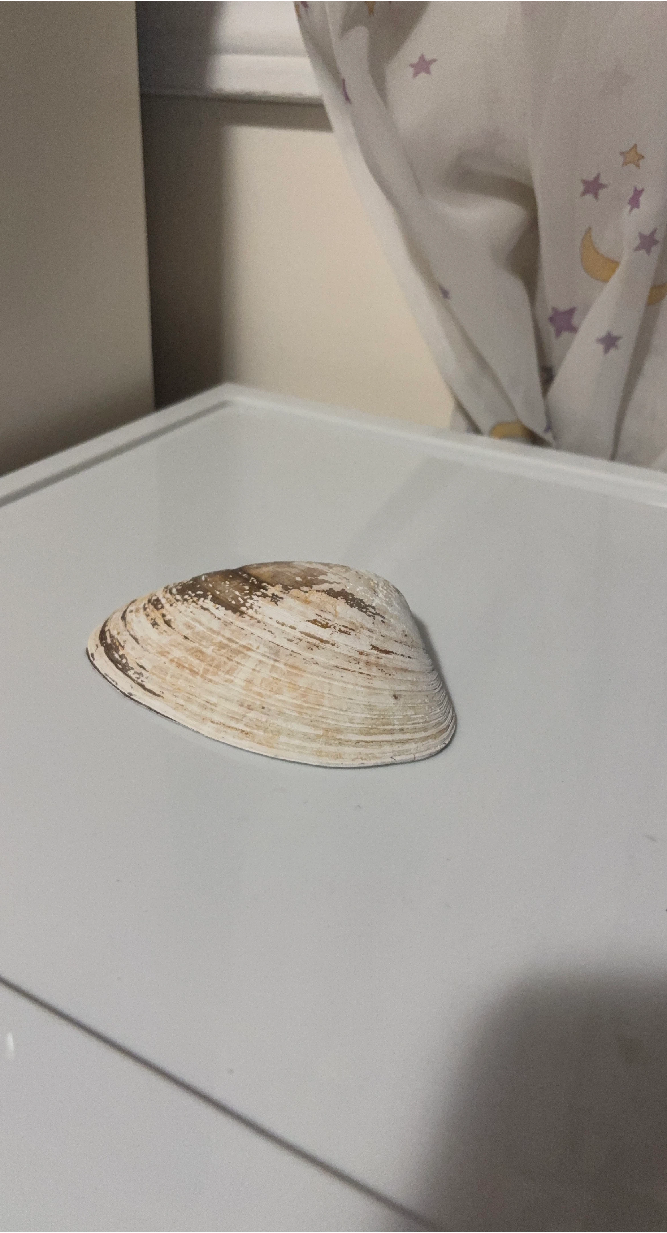 Large Seashell image indicator(2)