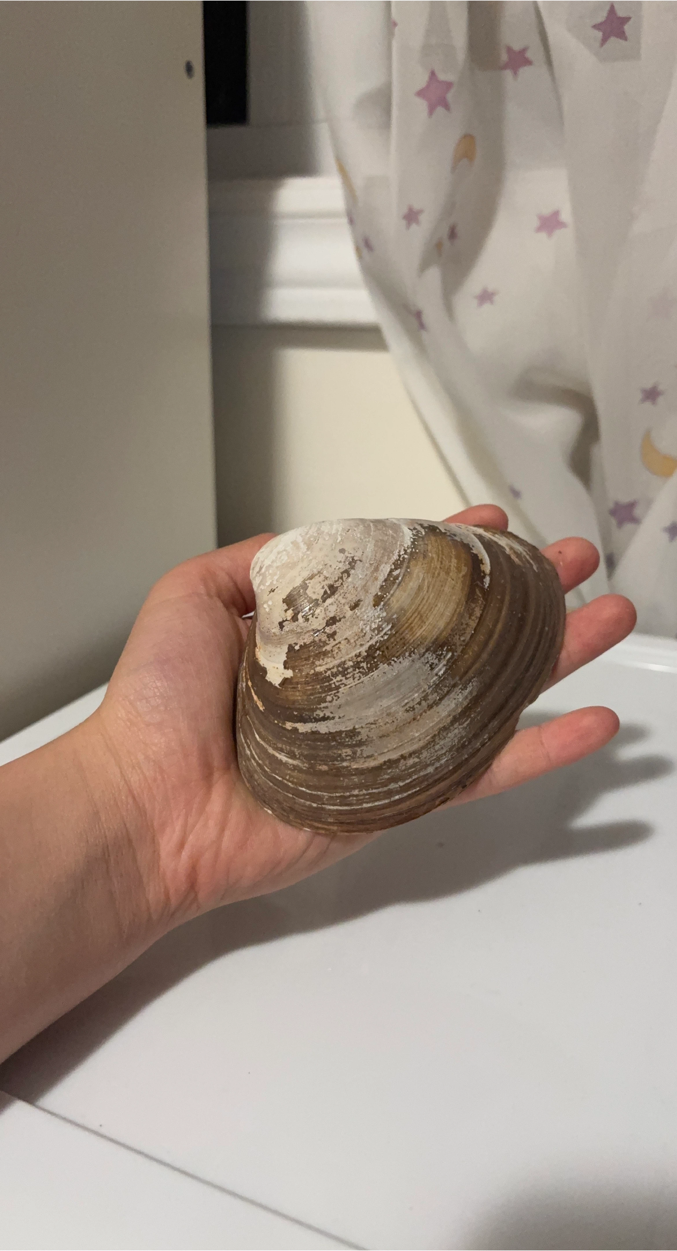 Seashell thumbnail