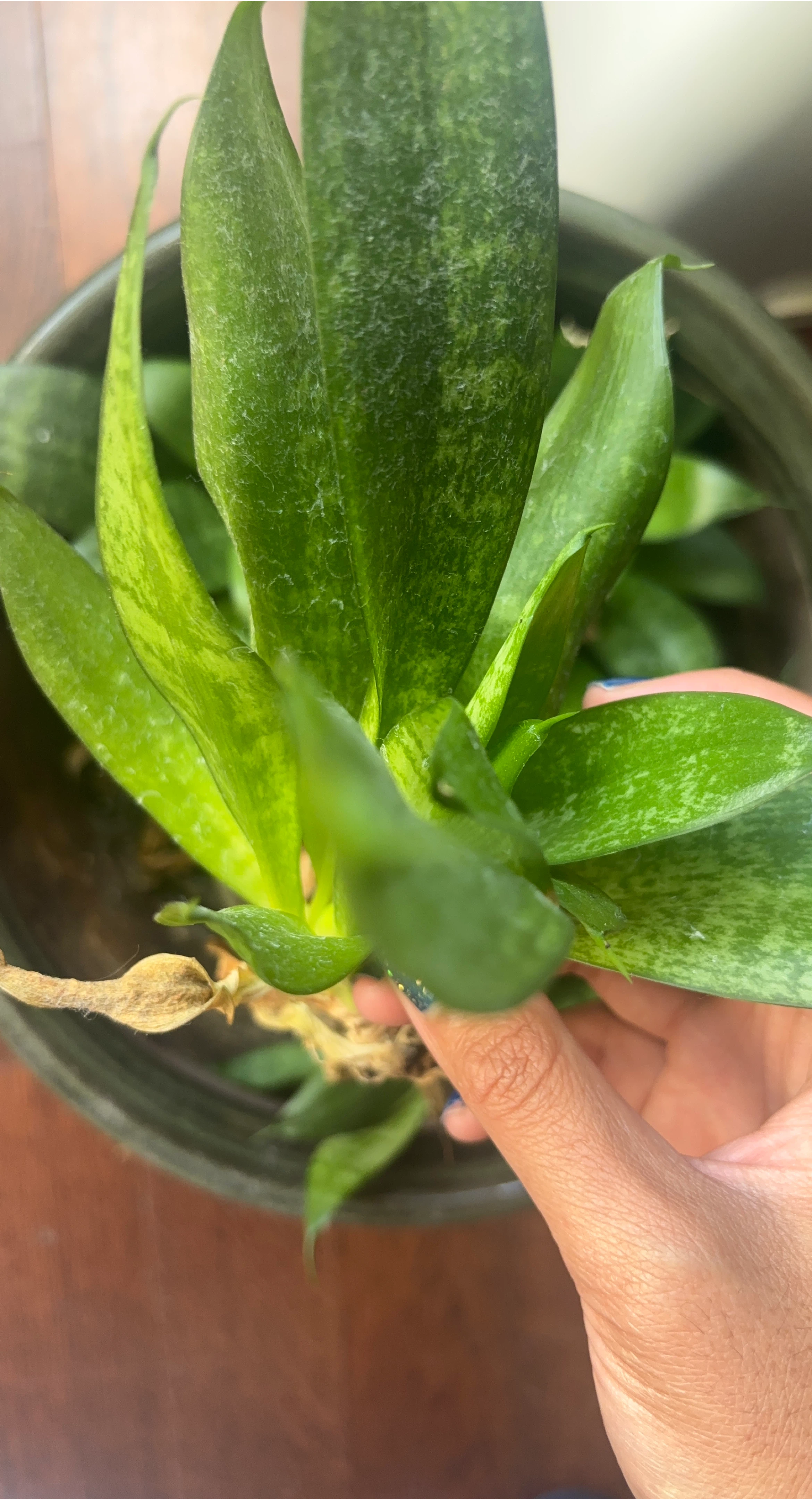 Snake Plant cutting for sale! thumbnail