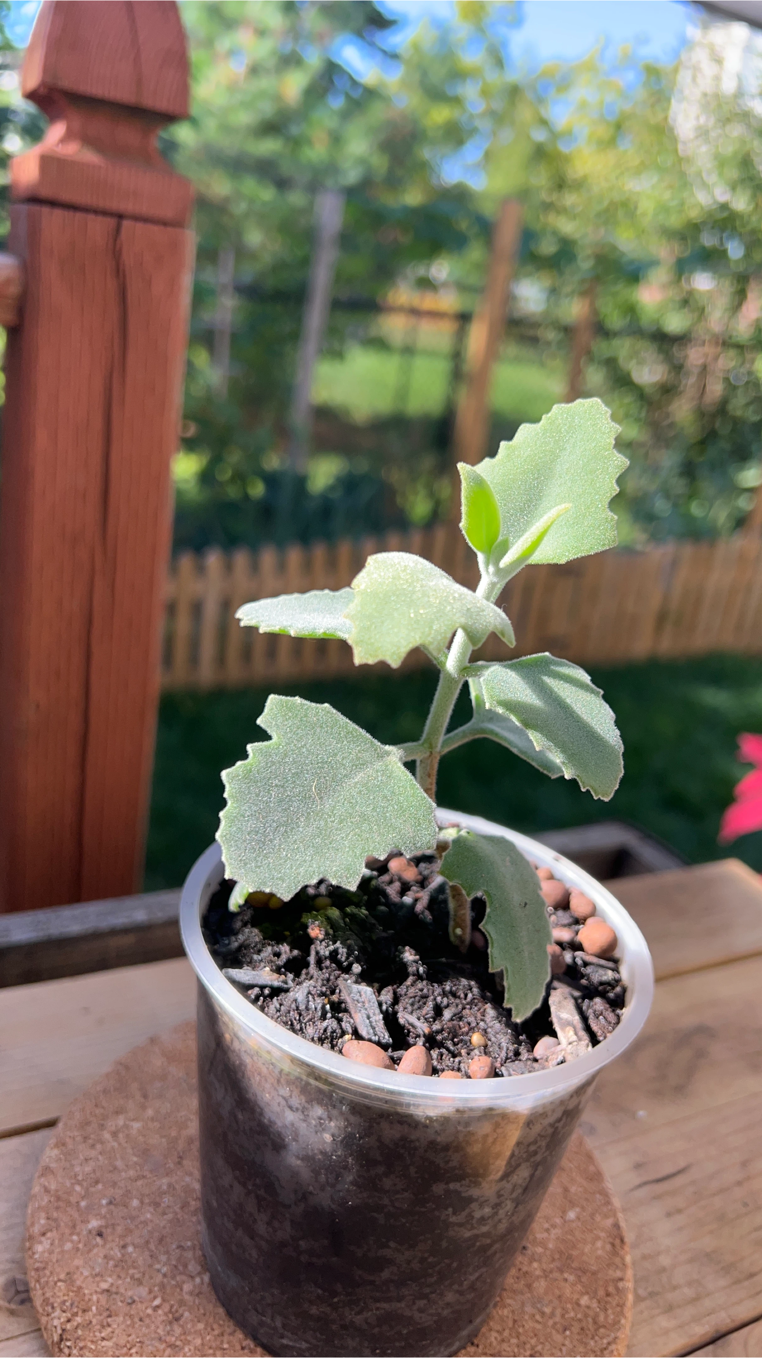 Elephant Ear Kalanchoe Millottii thumbnail