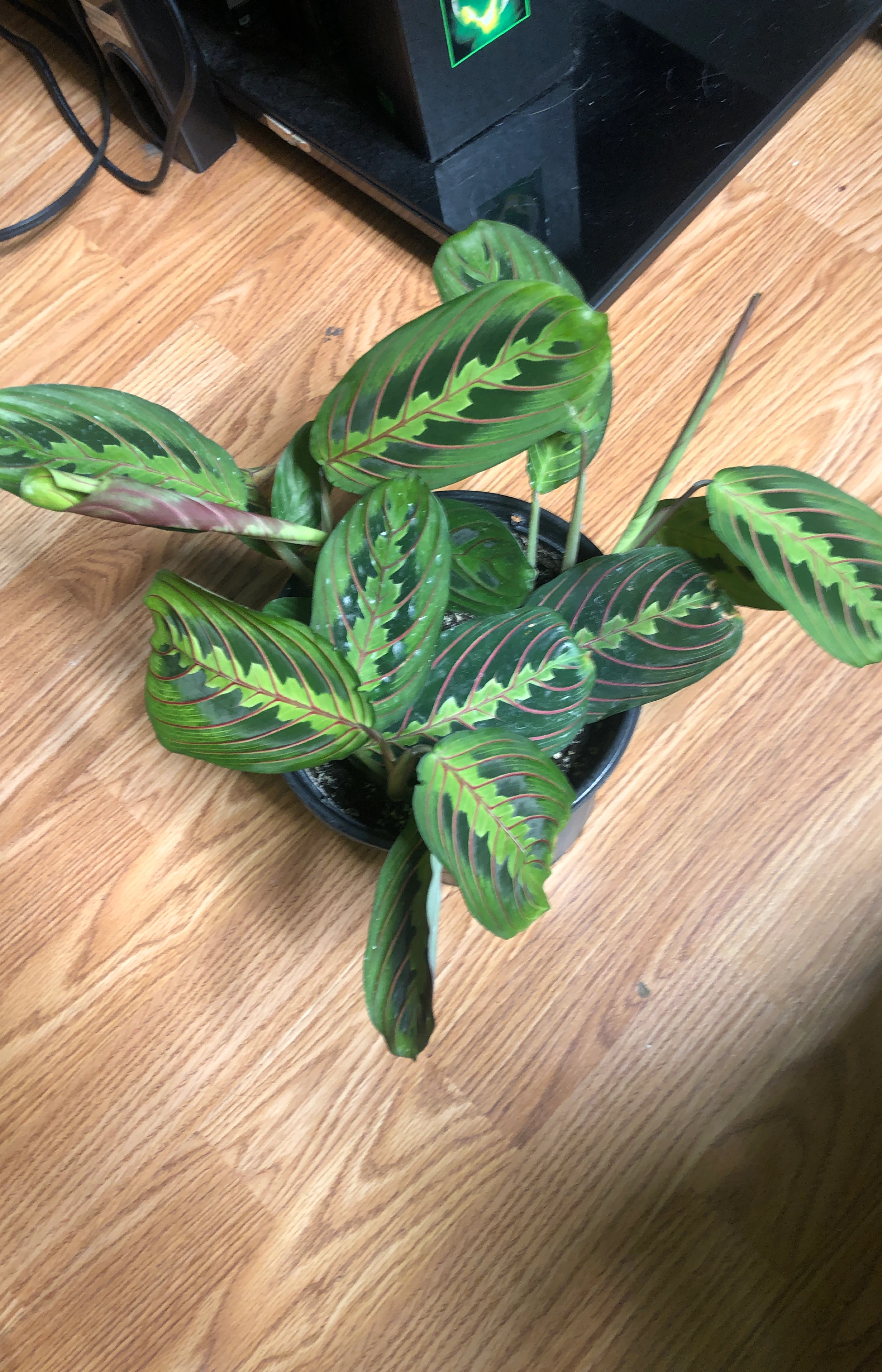 Prayer Plant