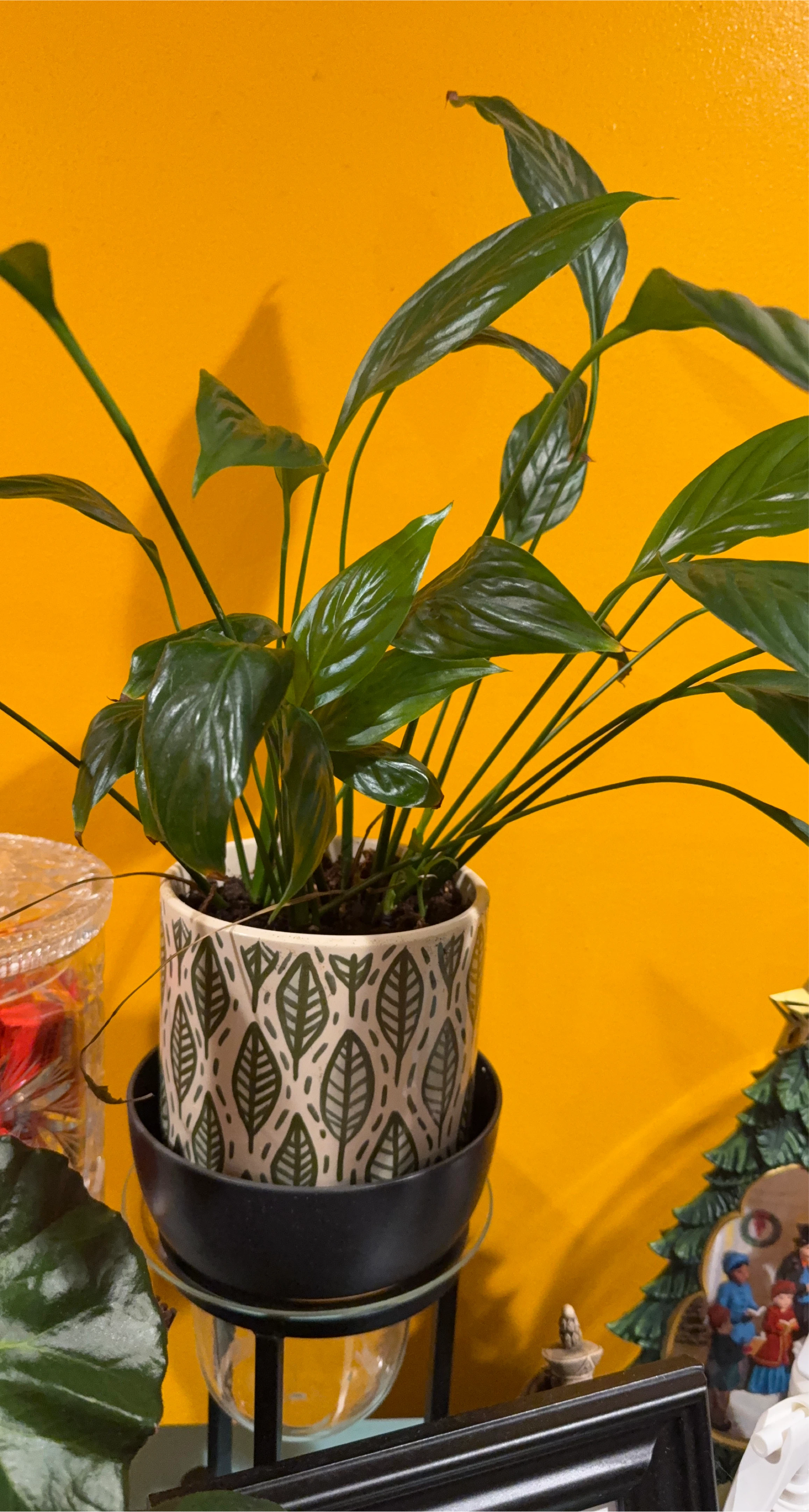 Potted Peace Lily Plant thumbnail