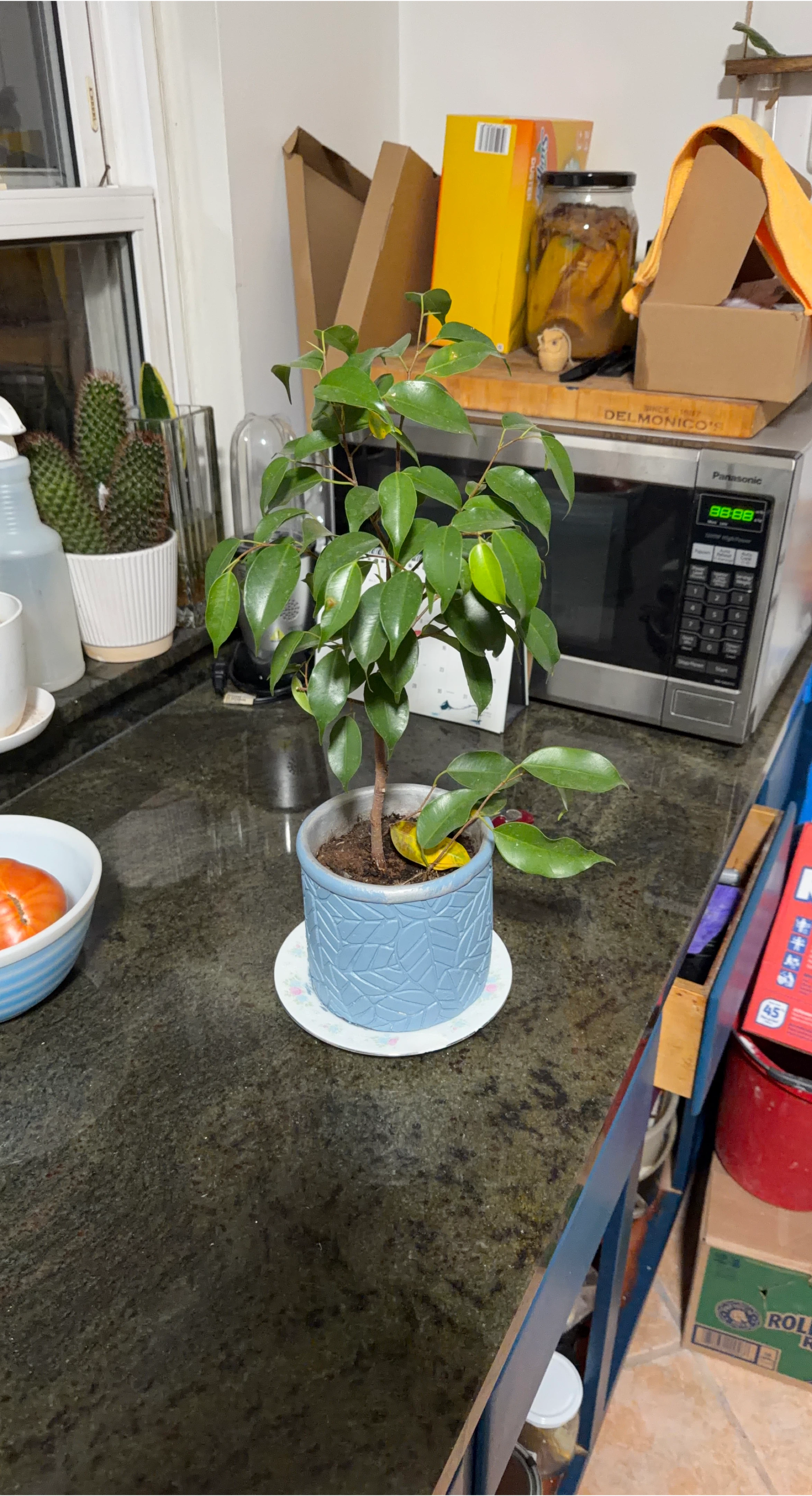Potted Ficus Benjamina Plant thumbnail