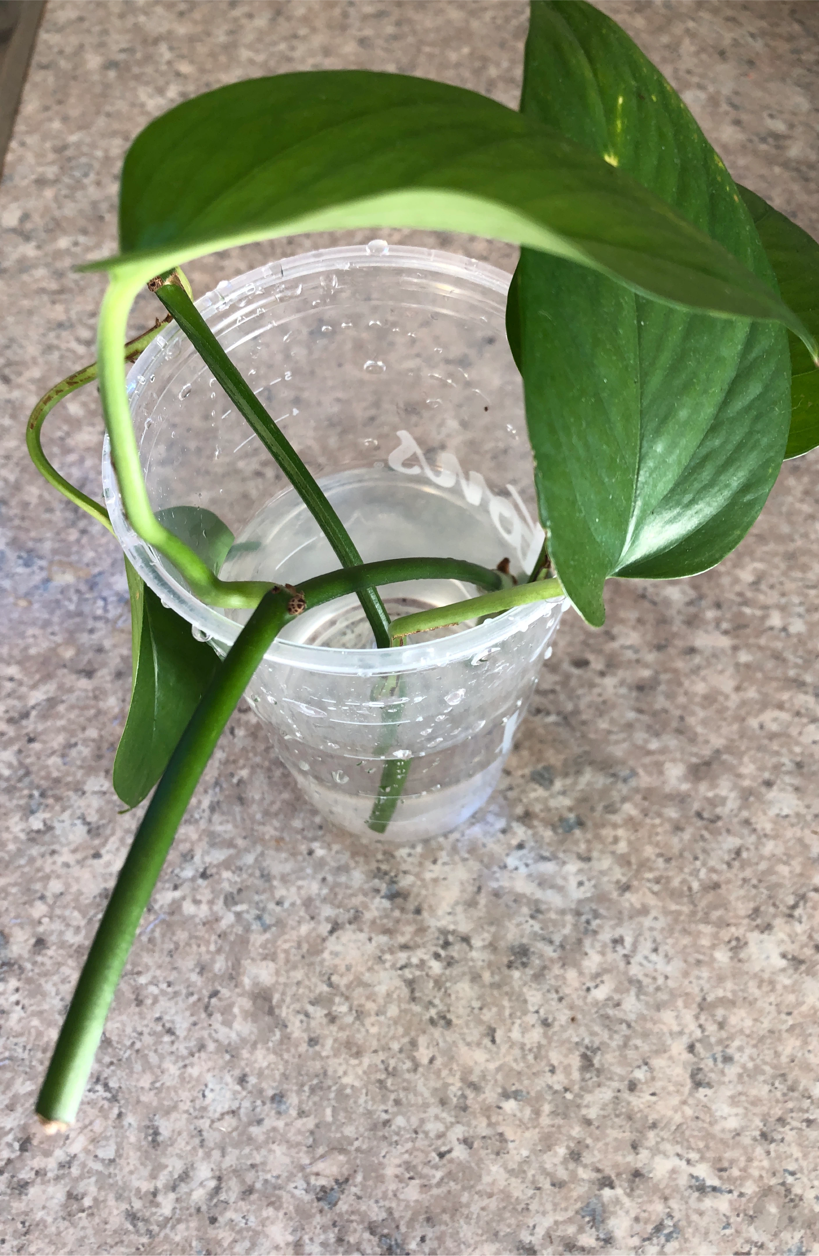 Pothos Plant 🌱 Cutting thumbnail