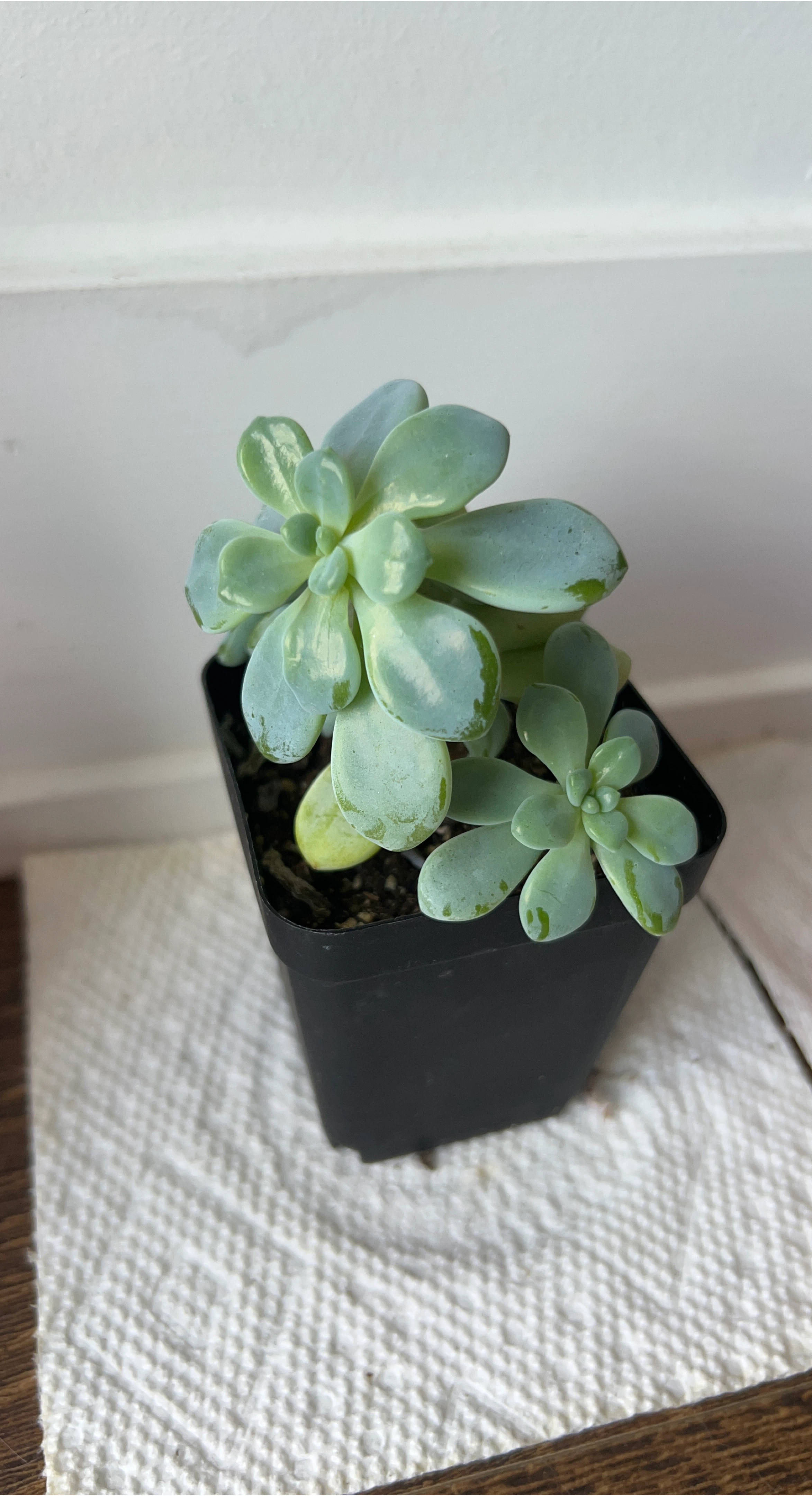 Cute Succulent Plant in Black Pot thumbnail
