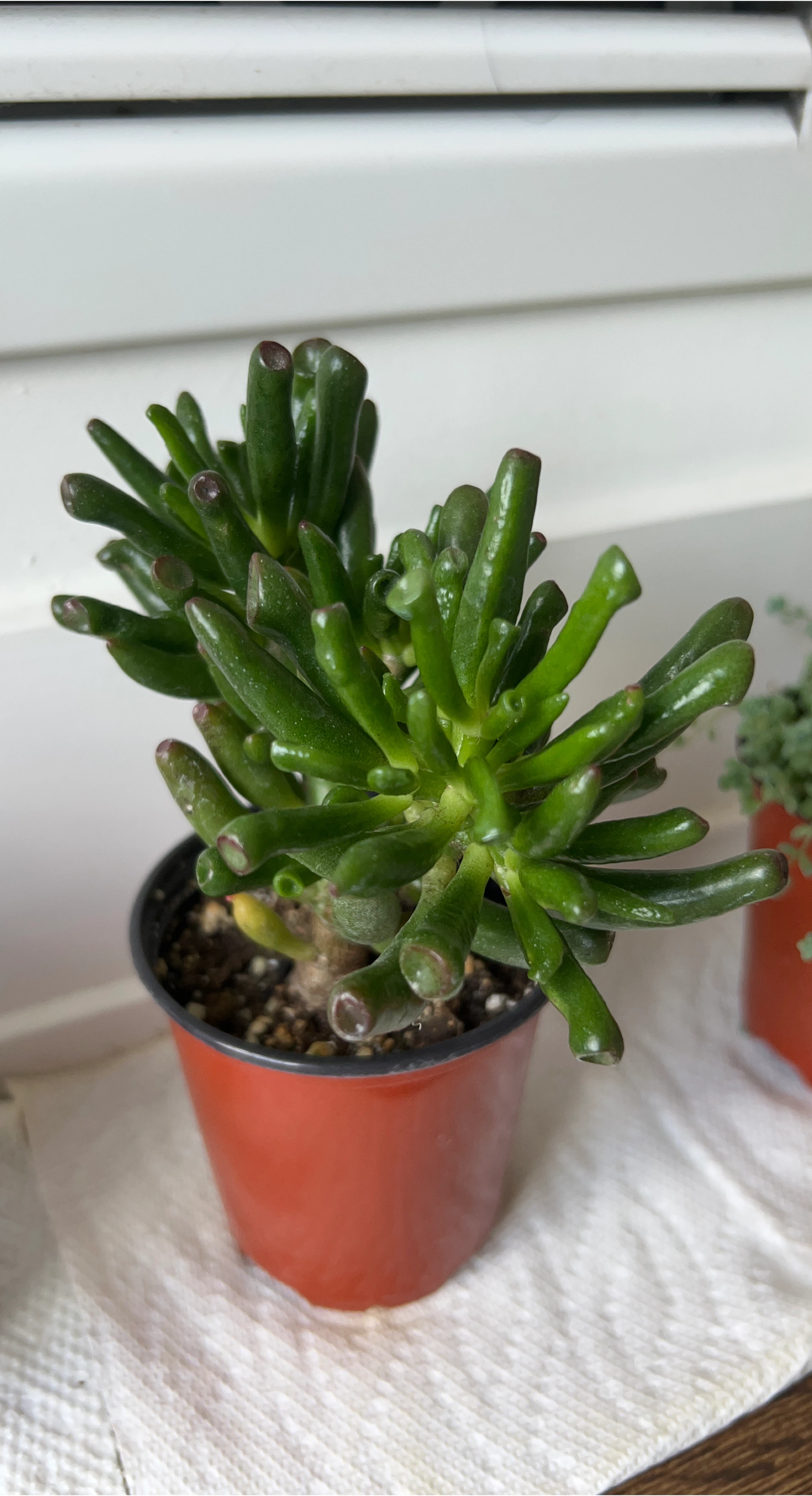 Gollum Jade Plant in Pot thumbnail