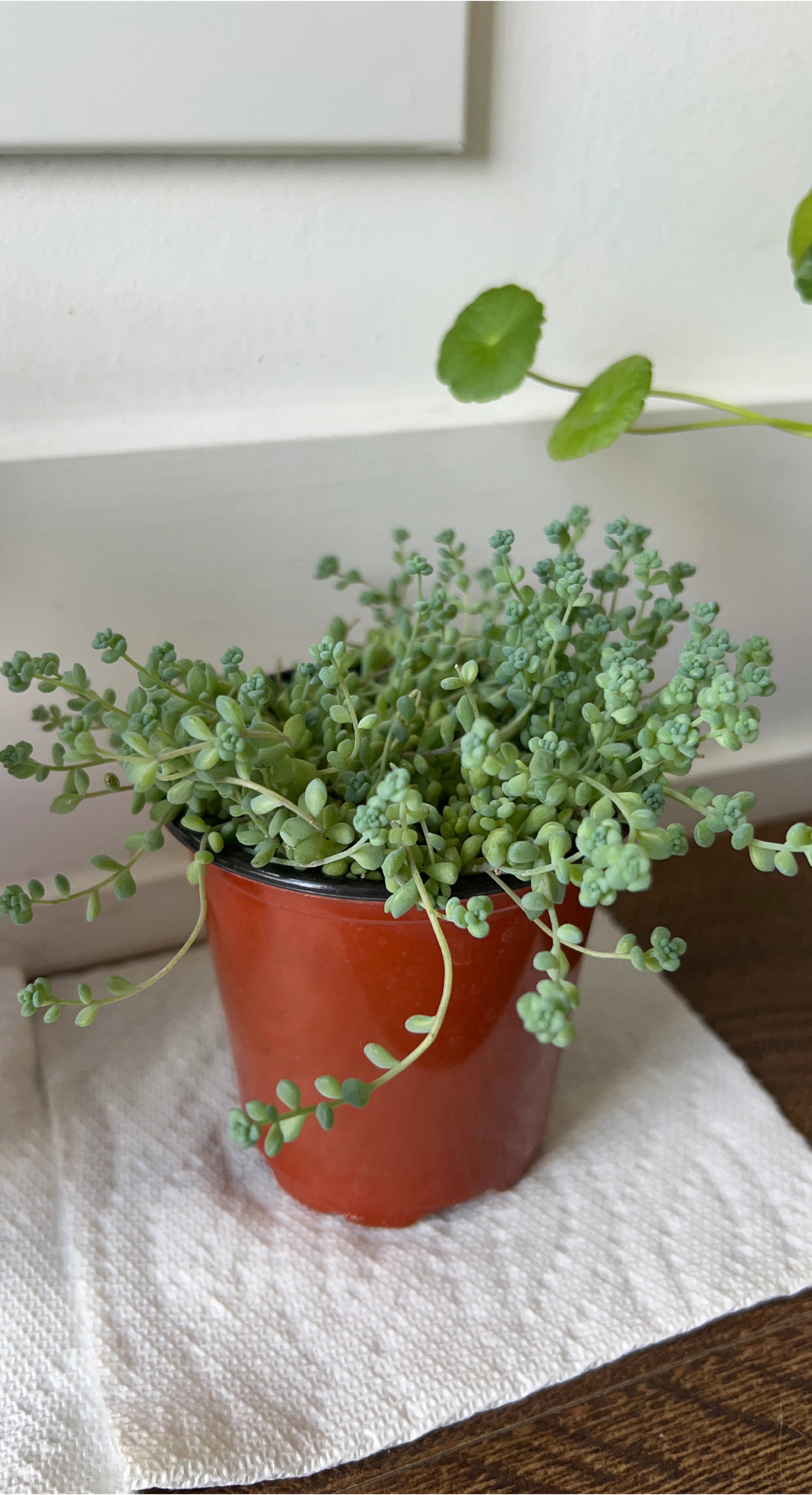Donkey's Tail Sedum Plant in Red Pot thumbnail