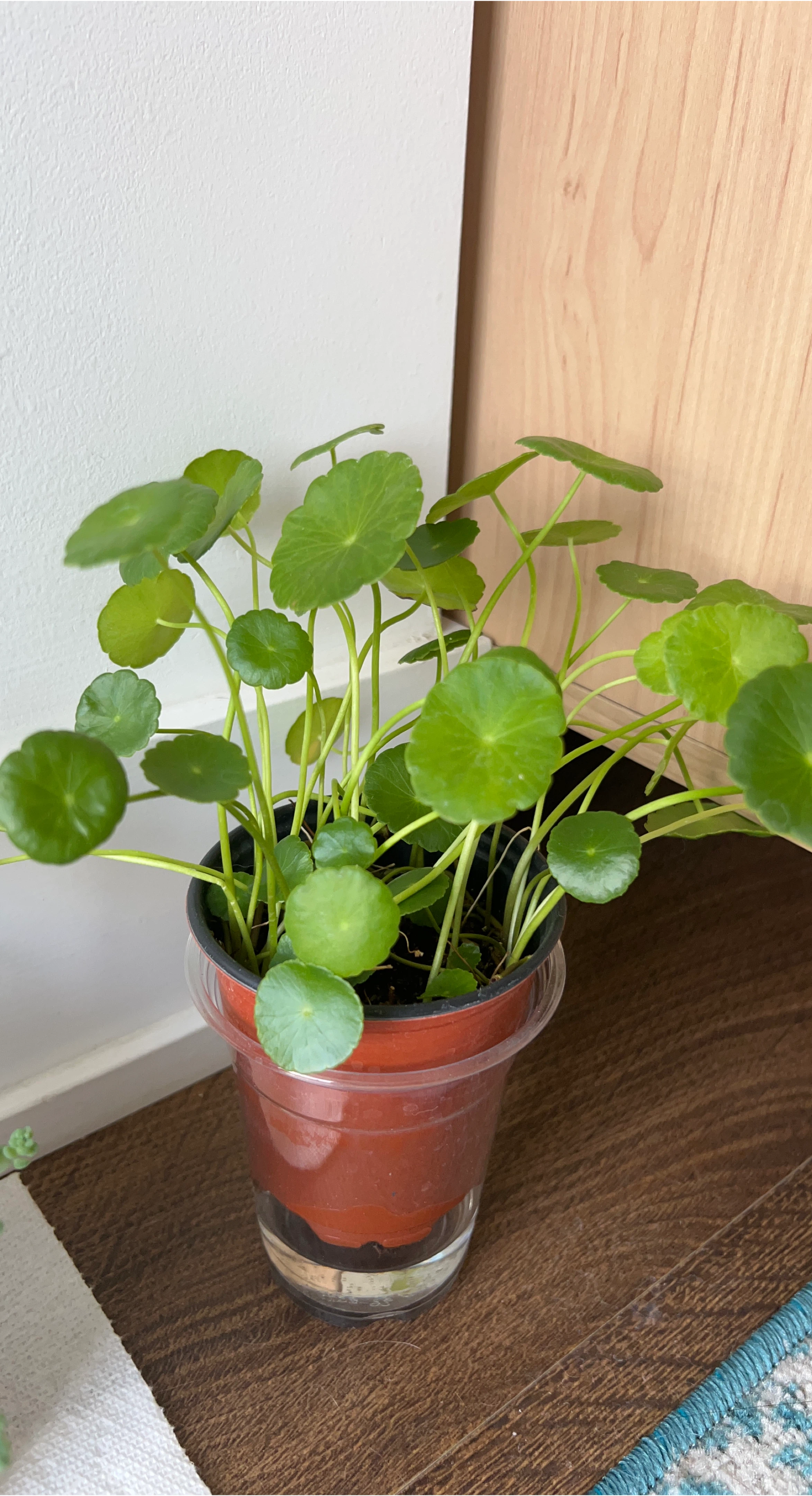 Pilea peperomioides plant thumbnail