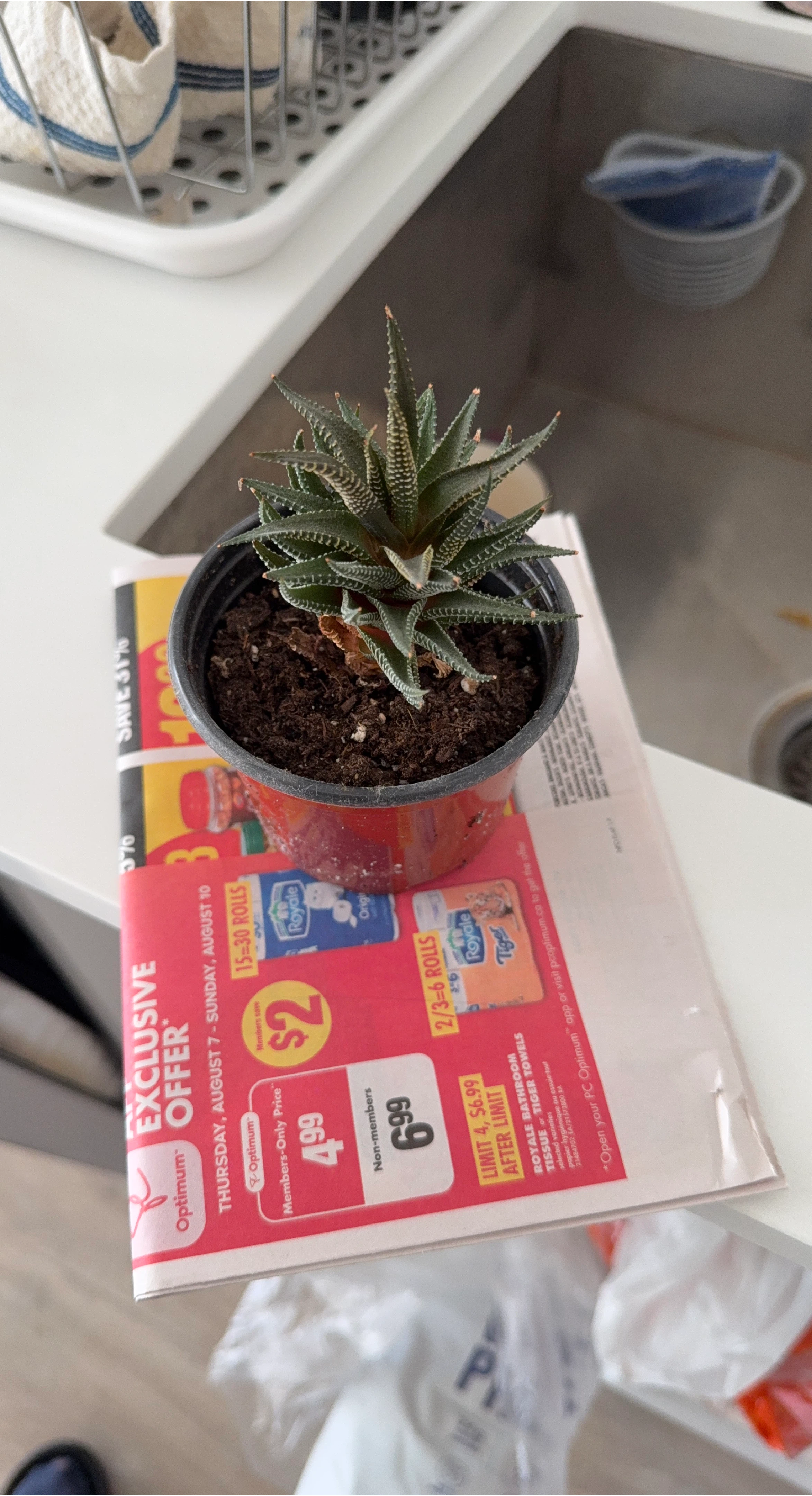Potted Haworthia Succulent