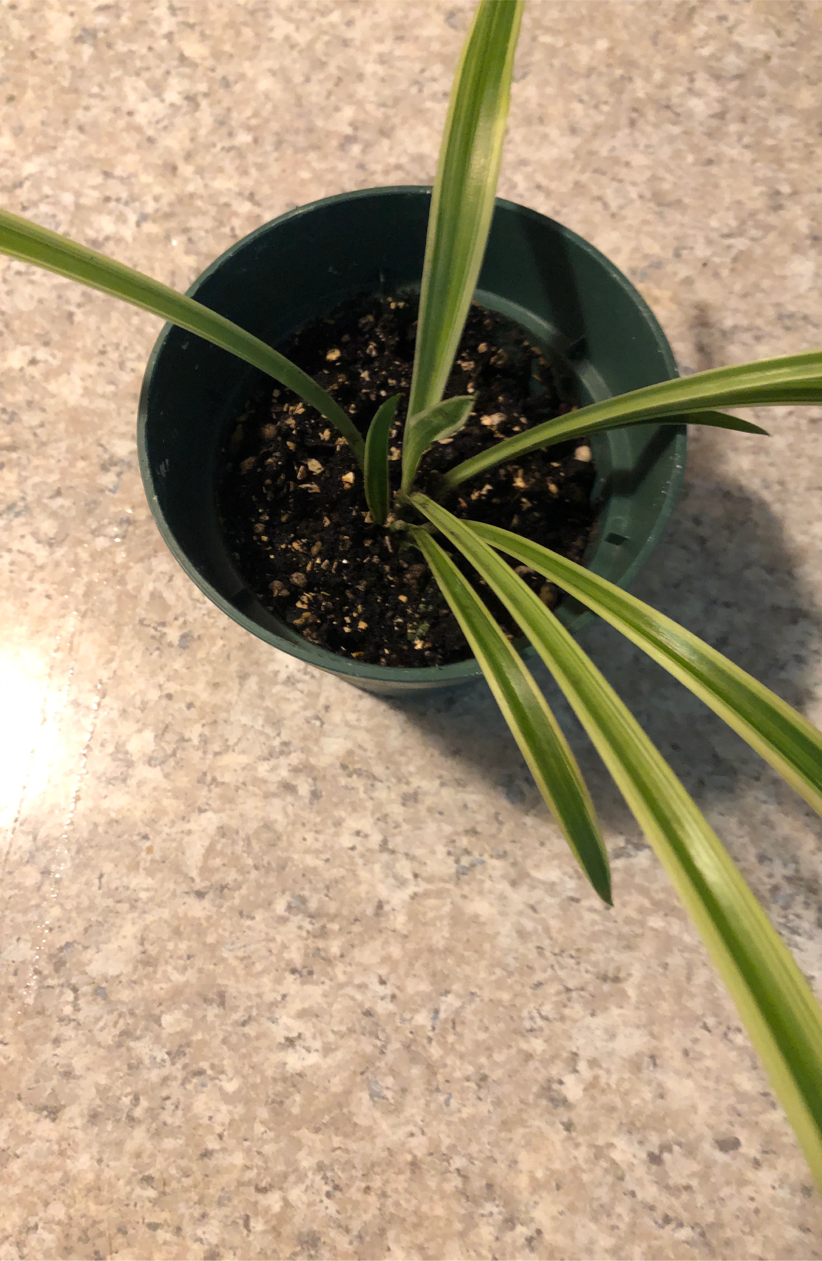 Potted Spider Plant thumbnail