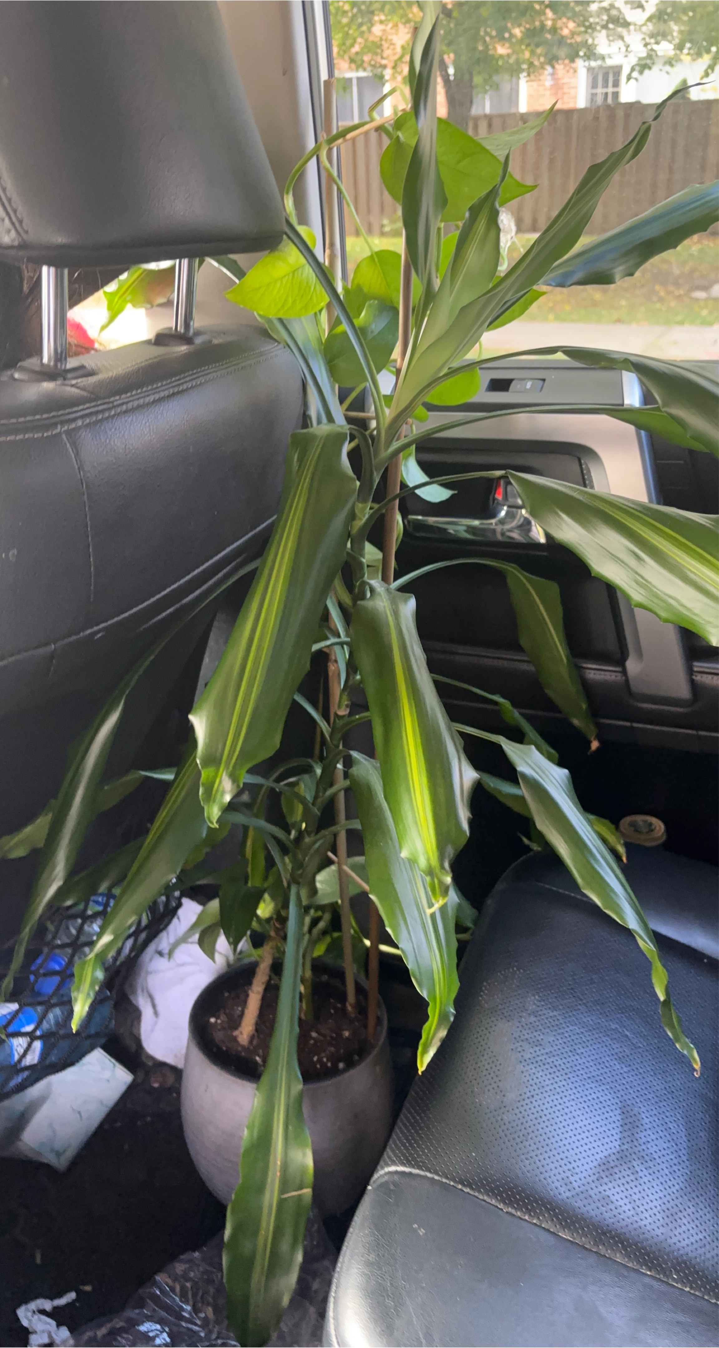 Potted Dracaena Plant