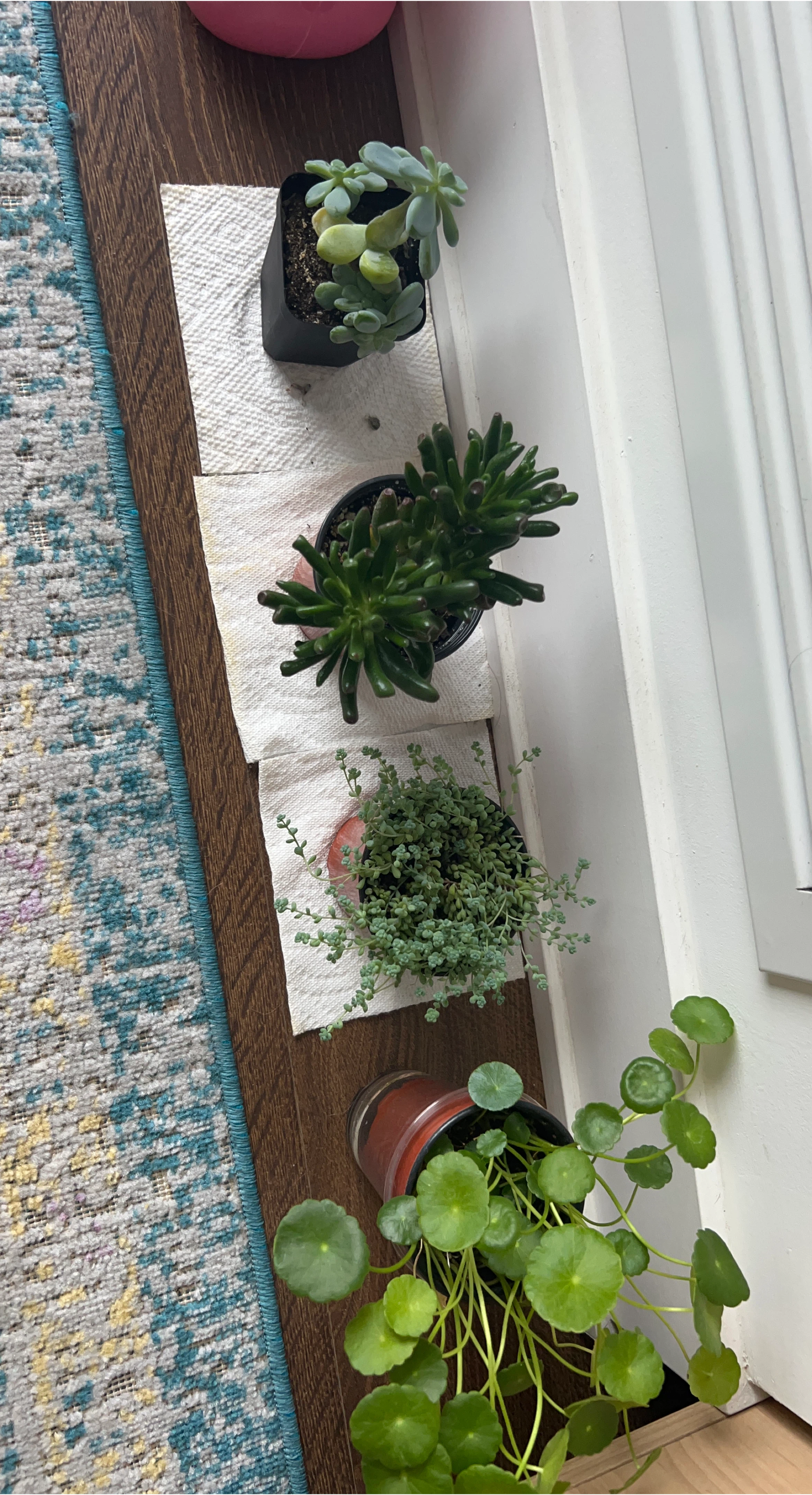 Potted Succulents set thumbnail