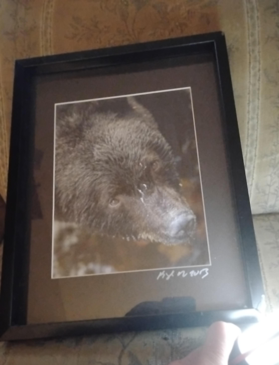 picture of a bear thumbnail