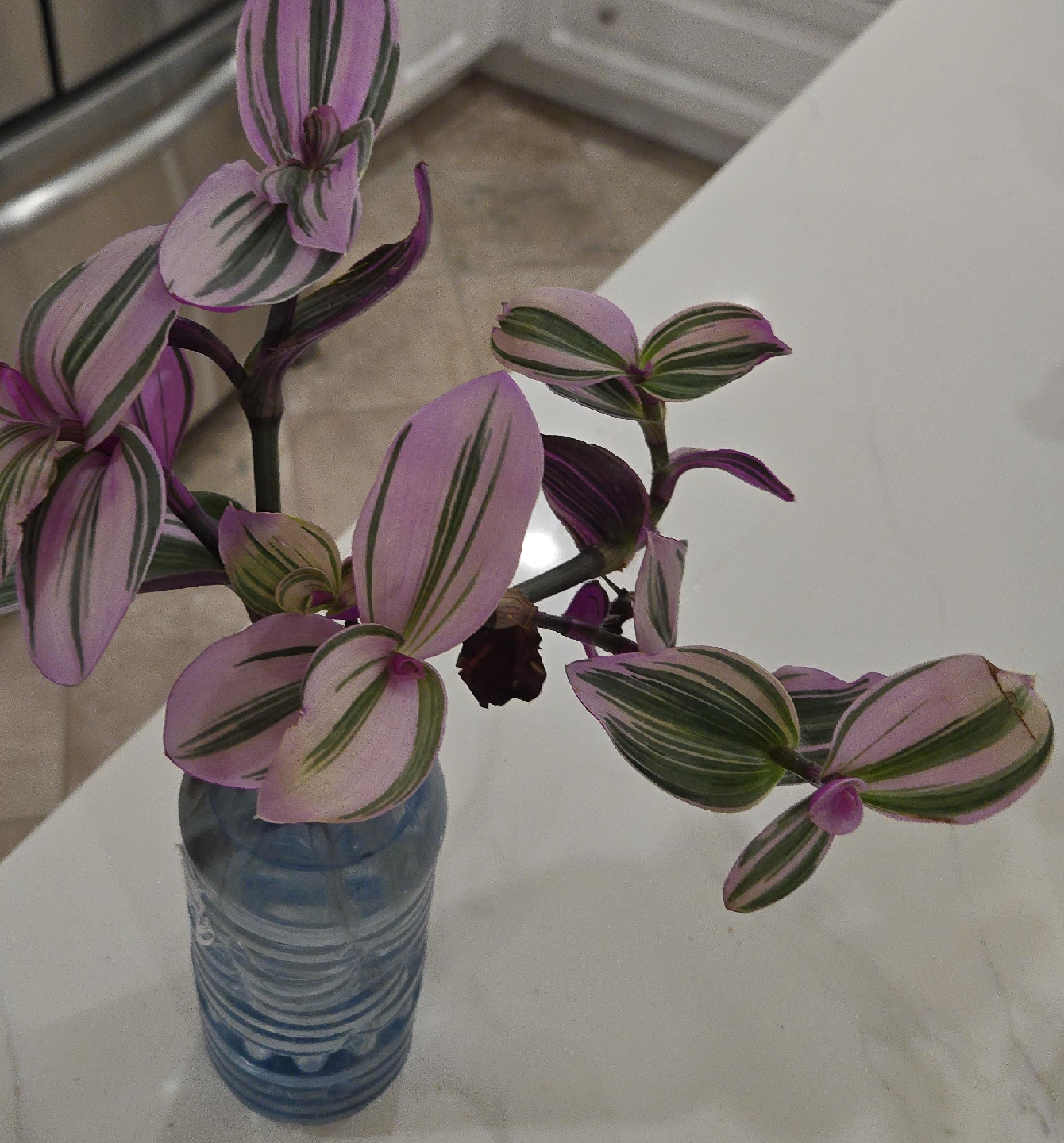 Tradescantia Zebrina Plant image indicator(1)