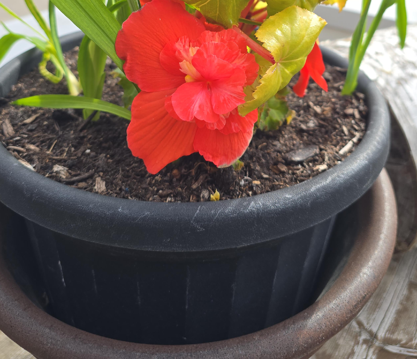 Begonia in a pot thumbnail