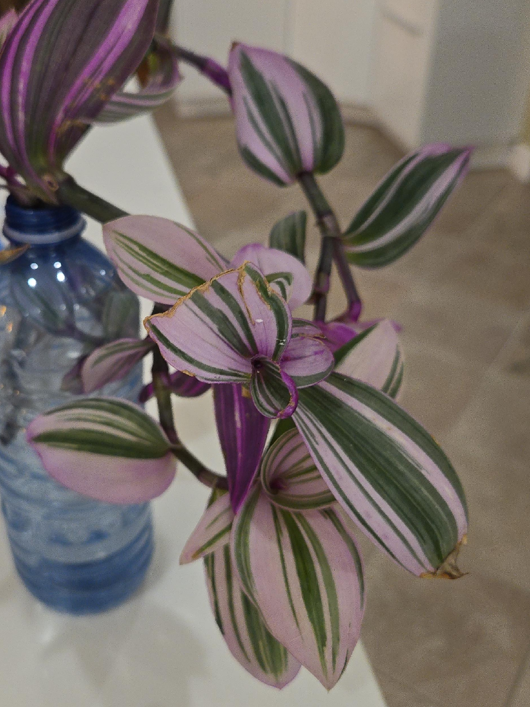 Tradescantia Zebrina Plant image indicator(1)
