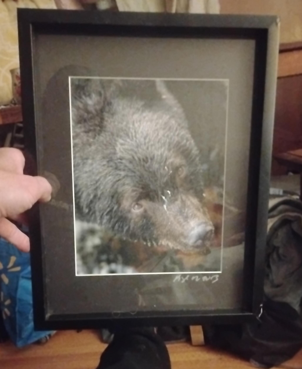 Framed Bear Print by Kyle N 2013 thumbnail