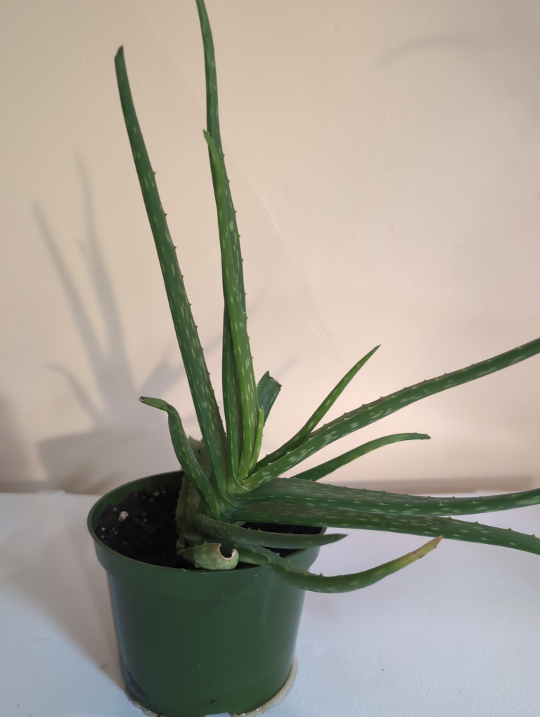 Aloe Vera Plant thumbnail