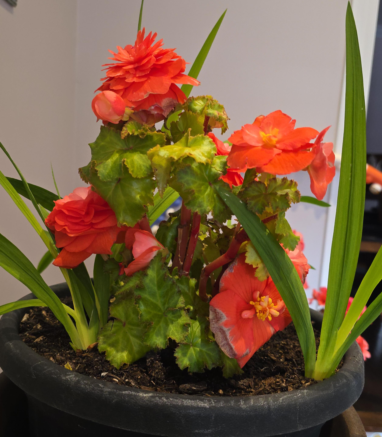 Potted Red Begonia Plant thumbnail