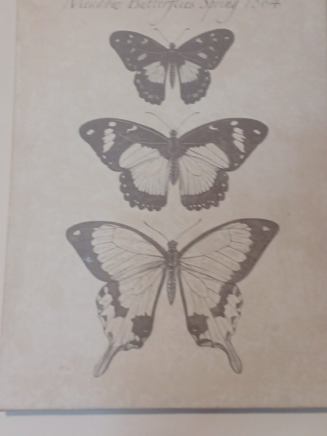 Butterfly Print thumbnail