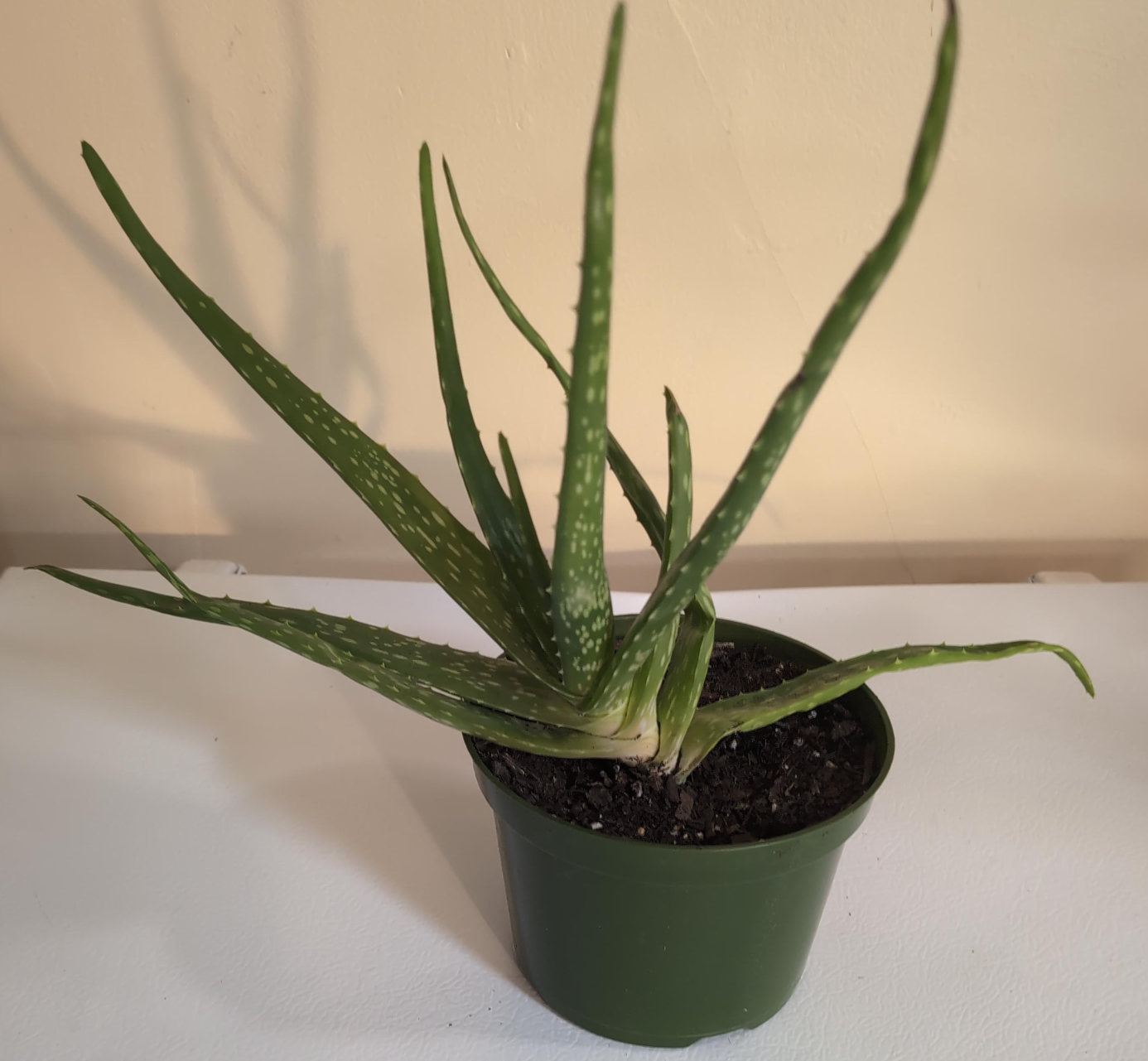Aloe Vera Plant thumbnail