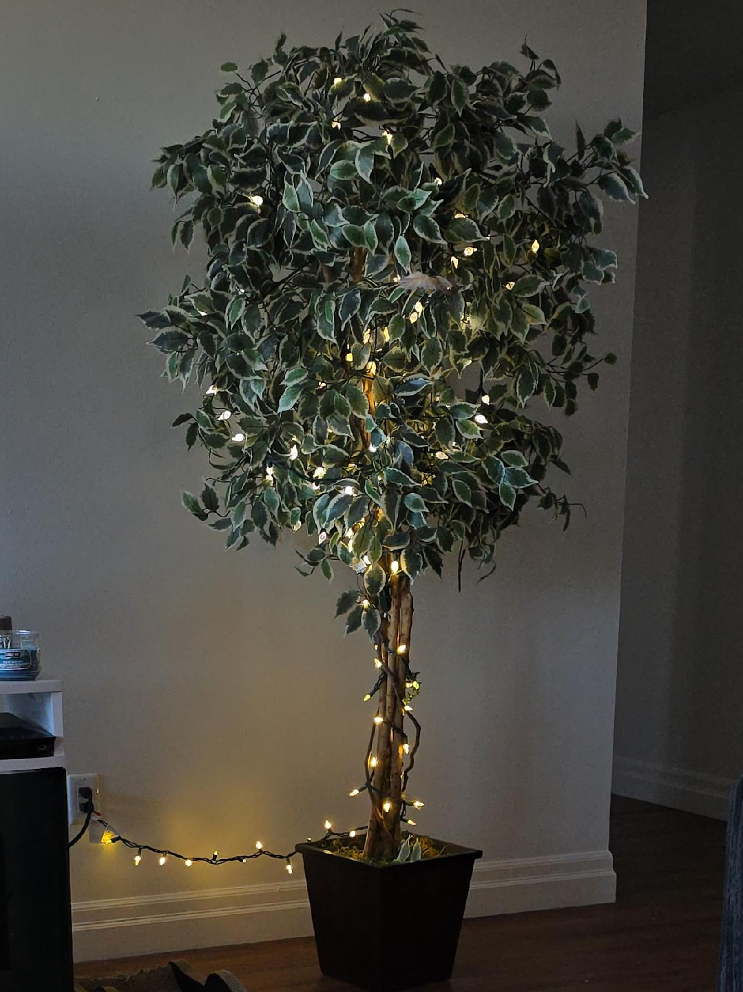 Ficus Tree with Lights thumbnail