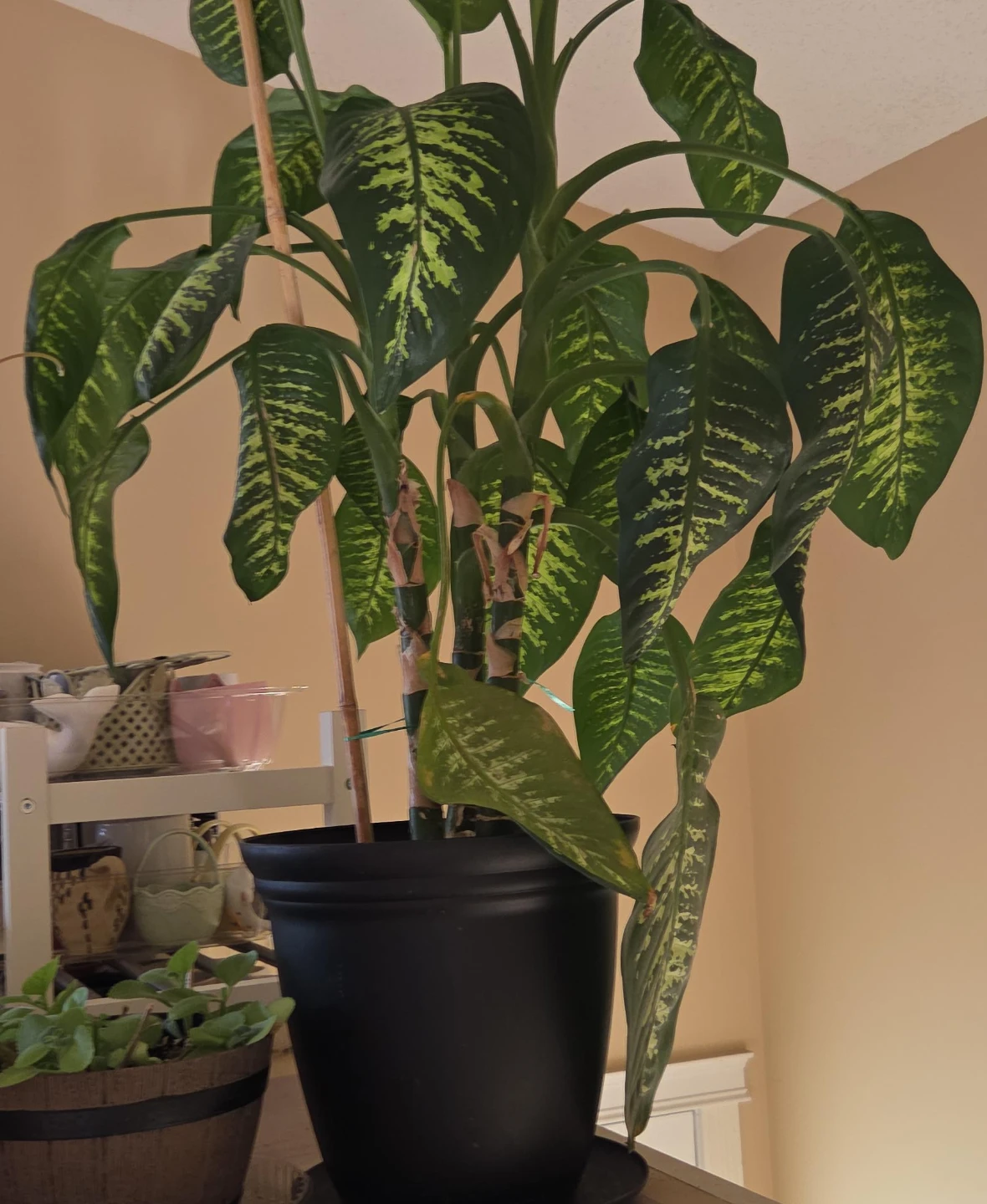Dieffenbachia Plant in Black Pot