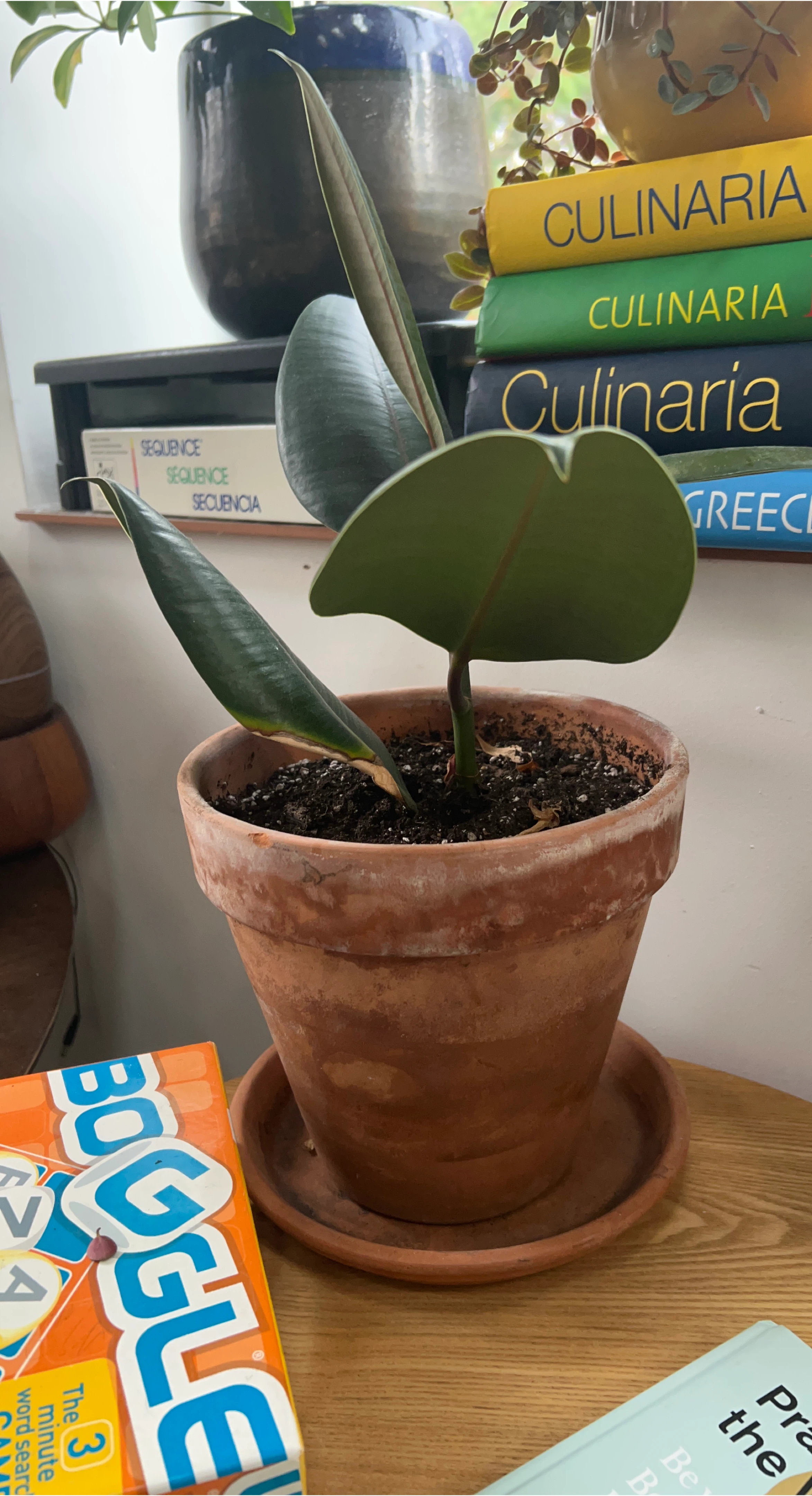 Rubber Plant in Terra Cotta Pot thumbnail
