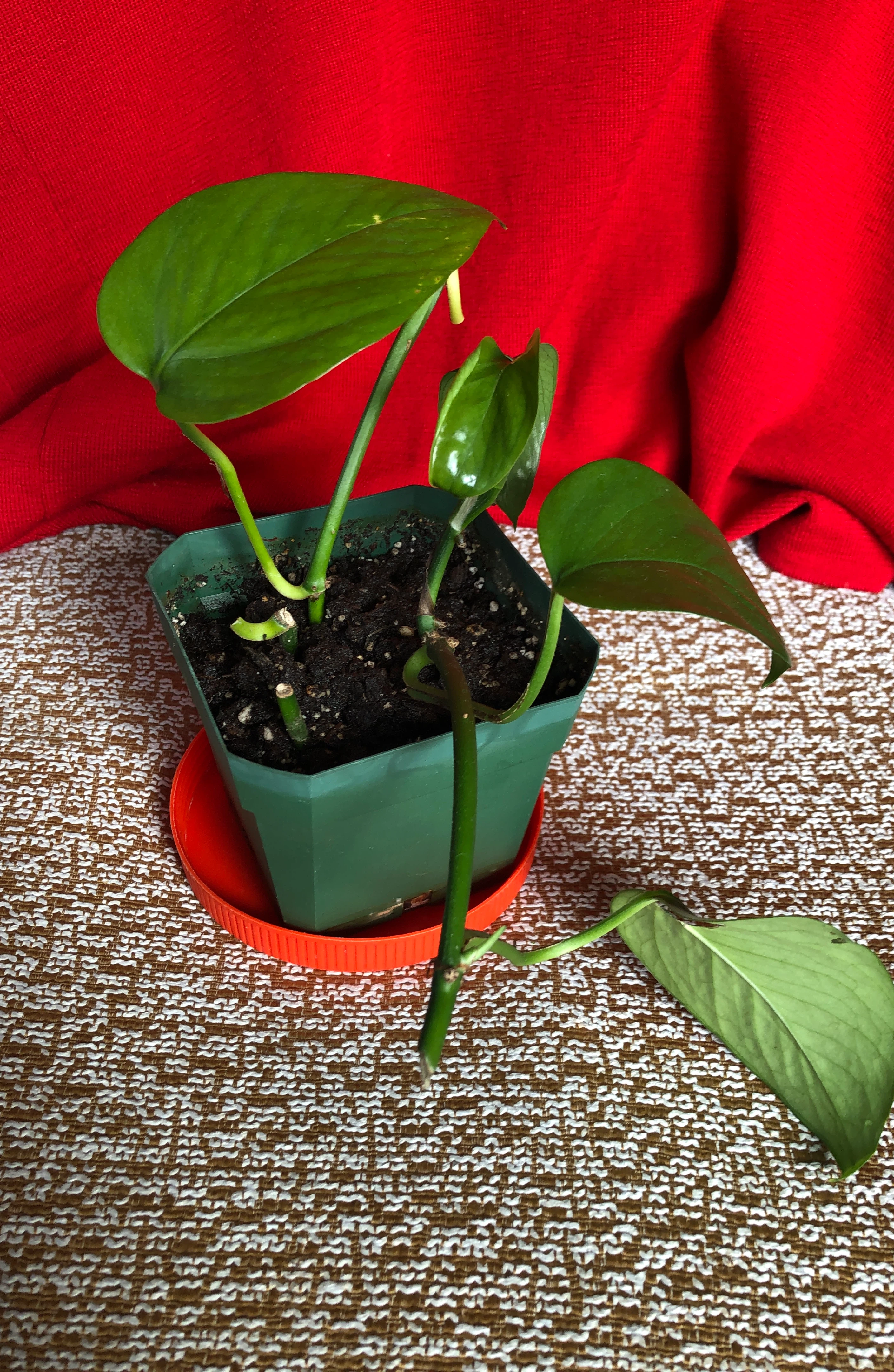 Pothos Plant in Pot thumbnail