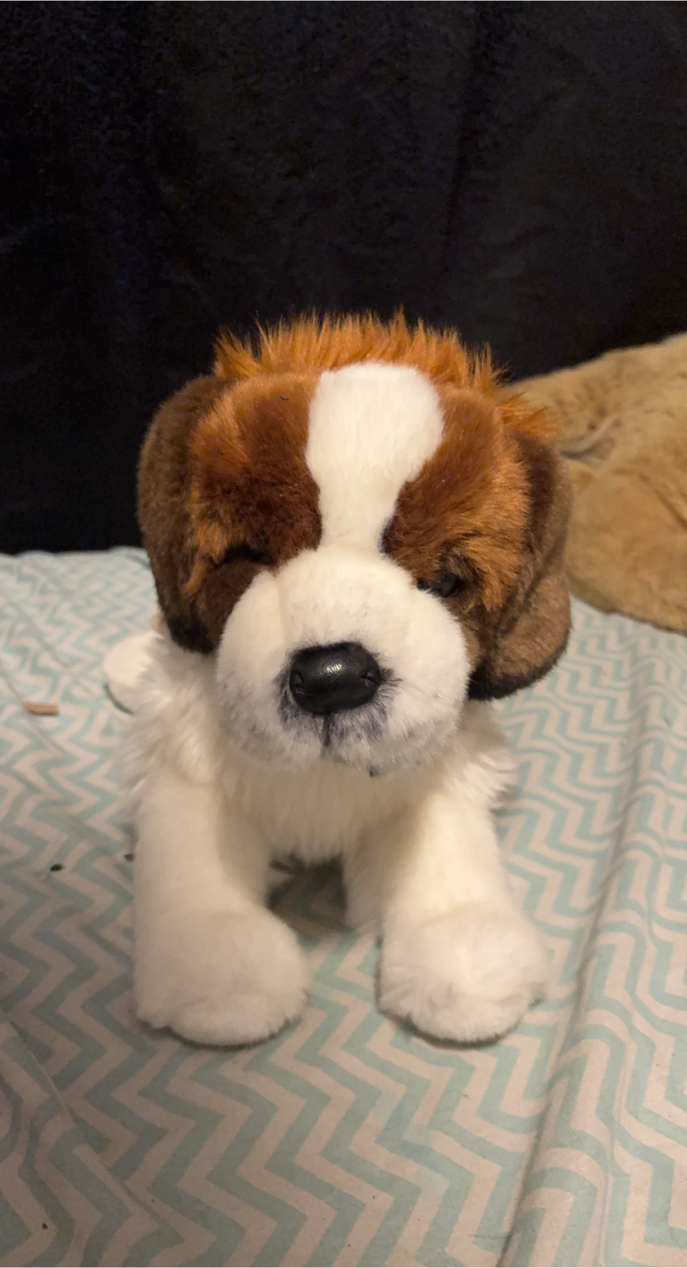 Douglas Saint Bernard 16”